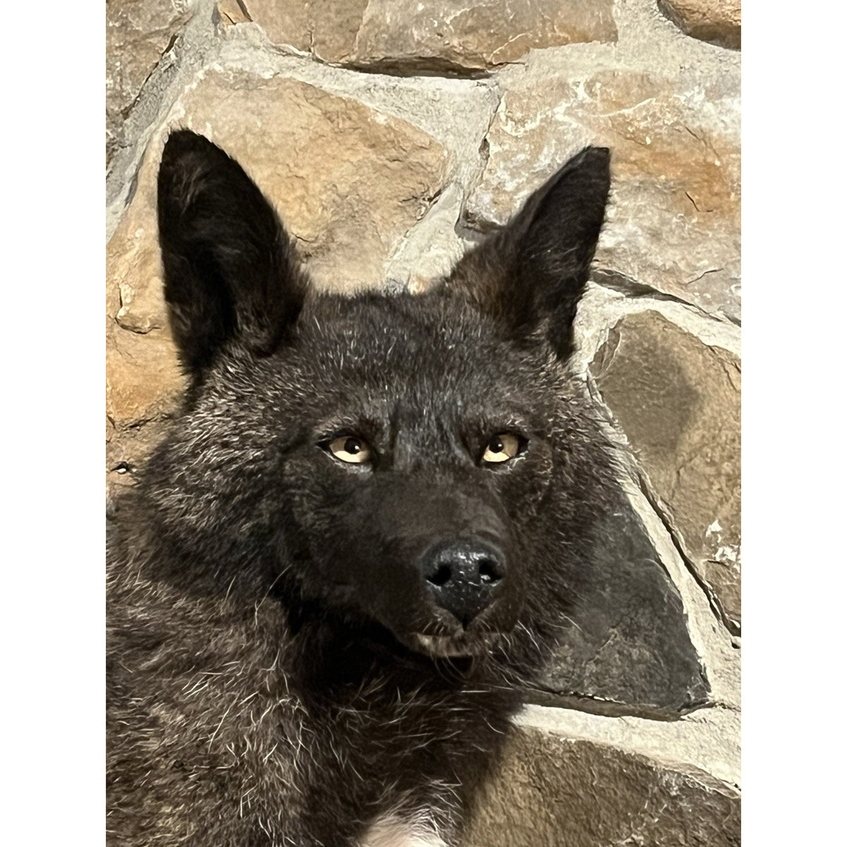 FHWL211 - Coyote Wall mount Taxidermy