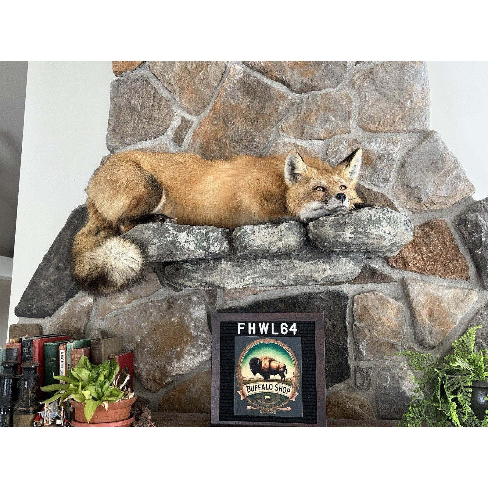 FHWL64 - Red Fox Taxidermy Full Body Mount
