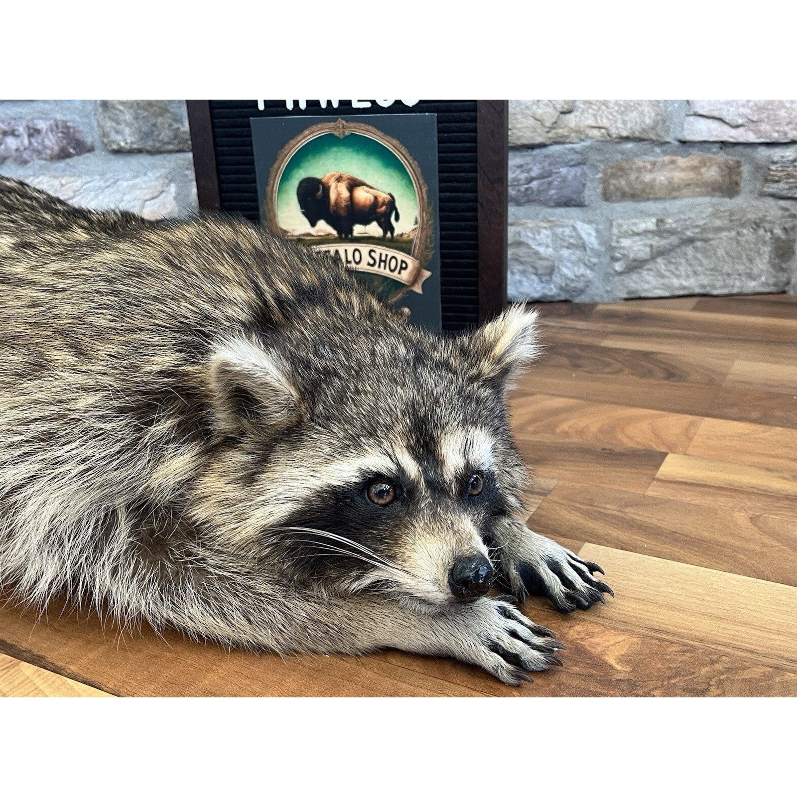 FHWL96 - Fat Raccoon Taxidermy Mount