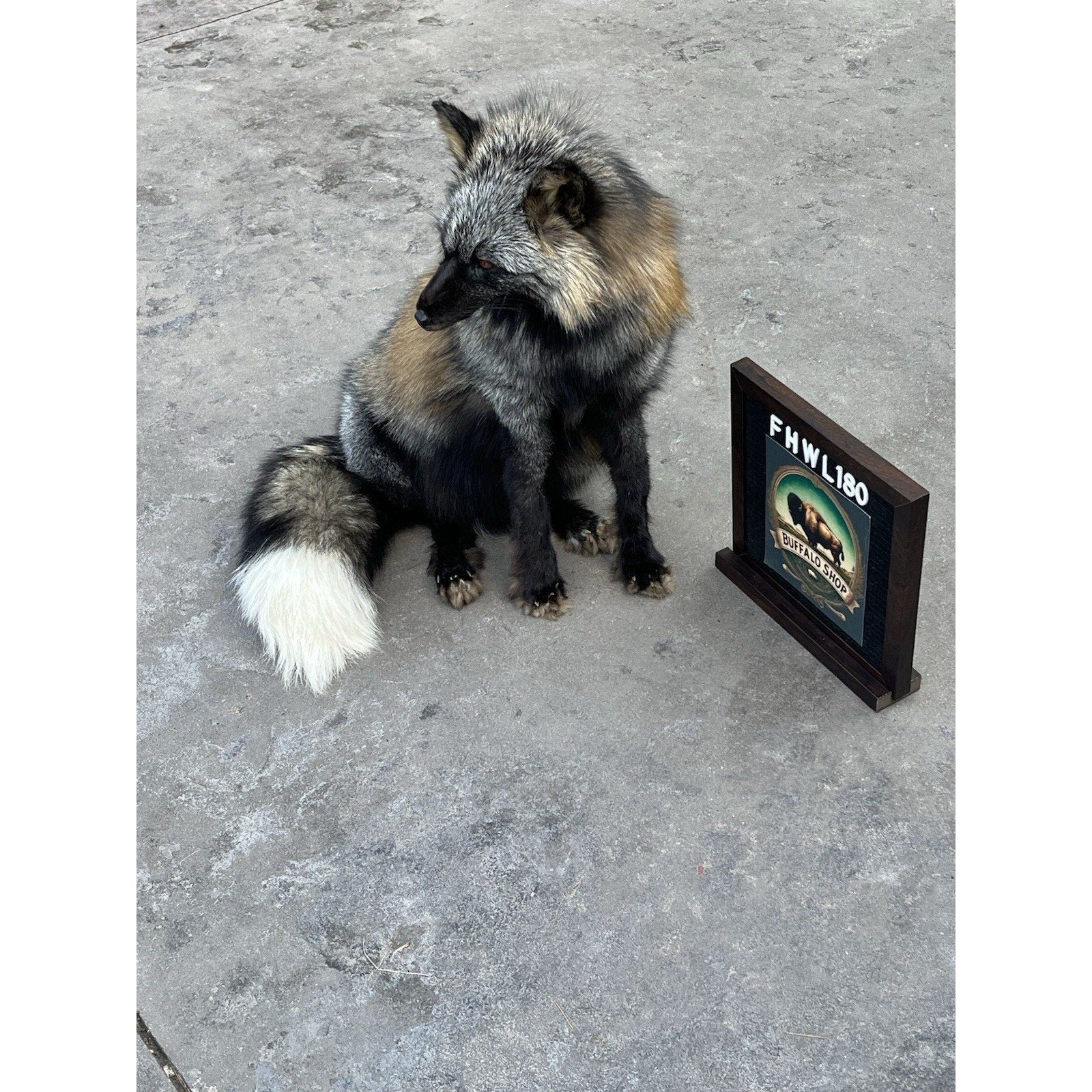 FHWL180- Museum Quality Red Fox Taxidermy mount
