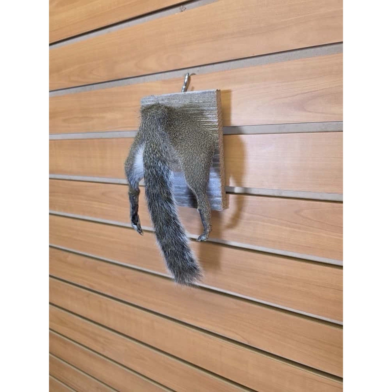 JTV242 - Squirrel Rump Taxidermy Mount