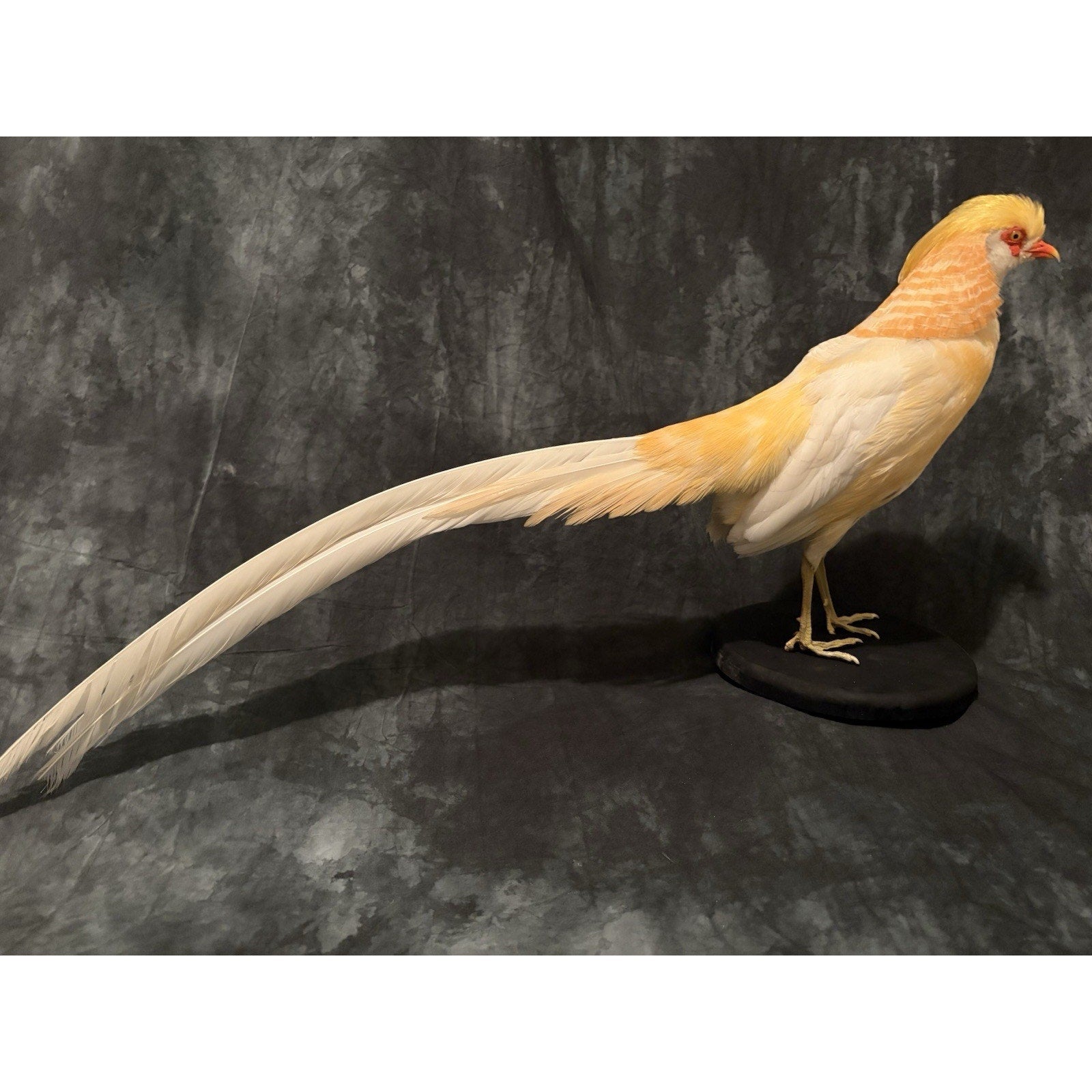 JROQ1 - Peach Golden Pheasant Taxidermy Mount