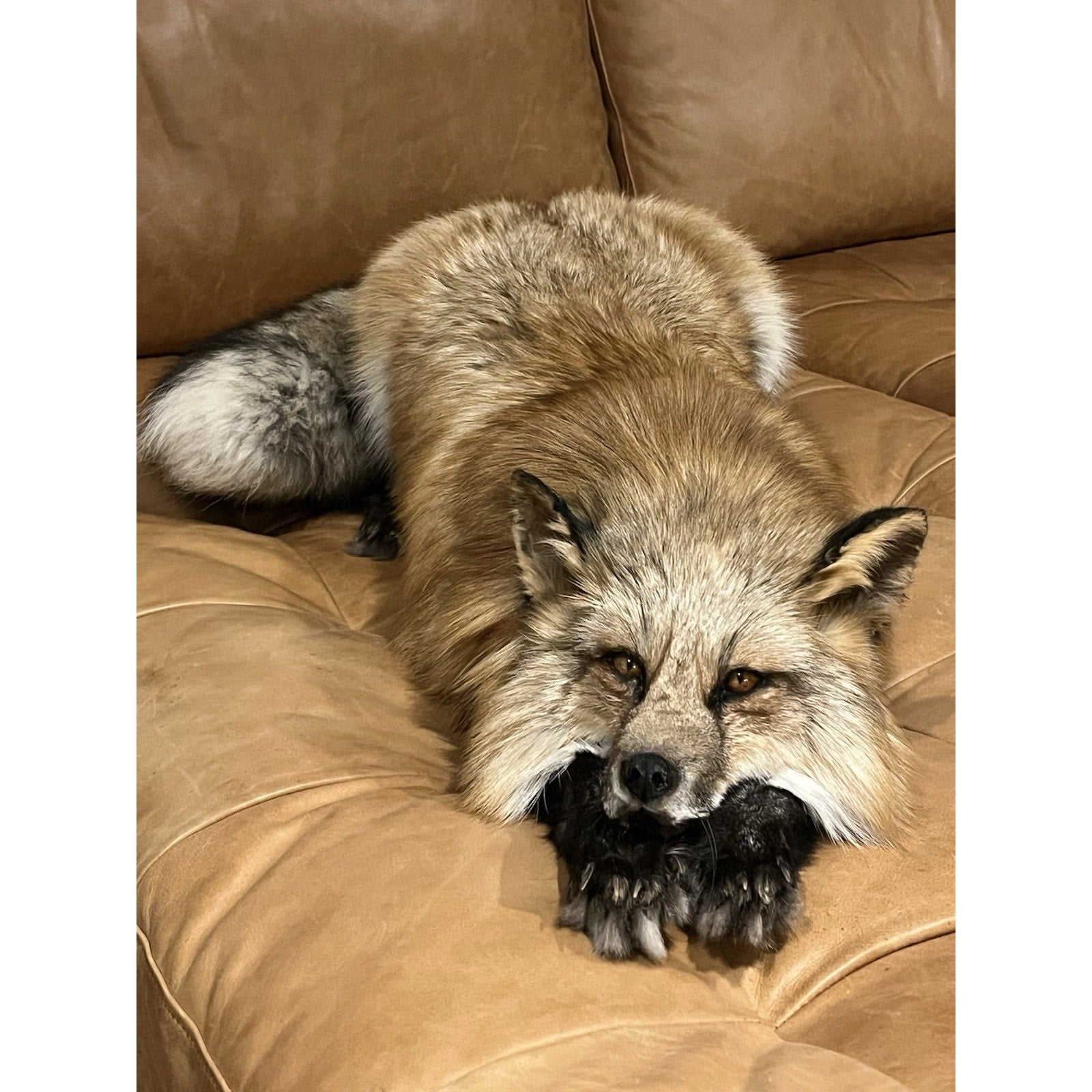 FHWL1 - Red Fox Taxidermy Full Body Mount