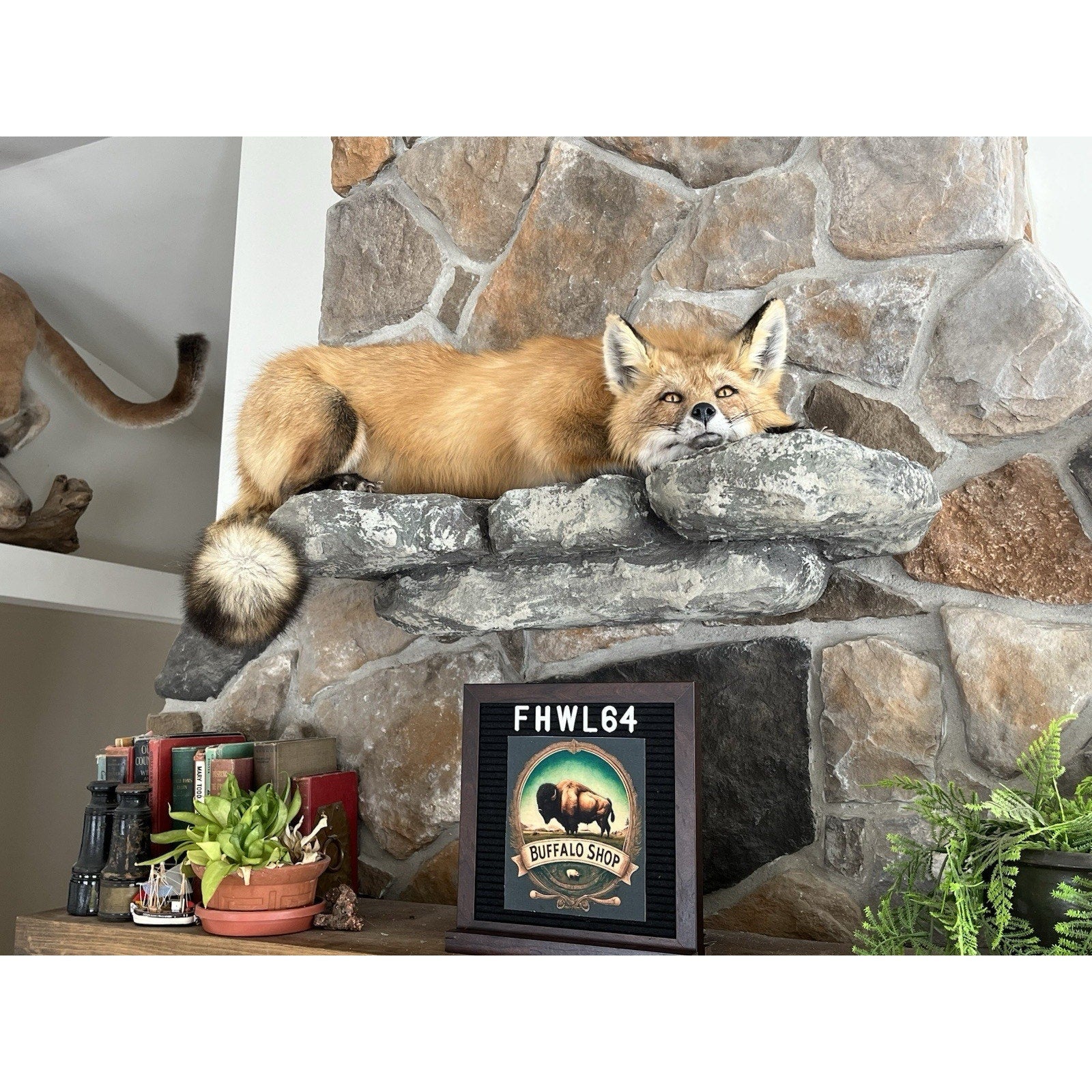 FHWL64 - Red Fox Taxidermy Full Body Mount