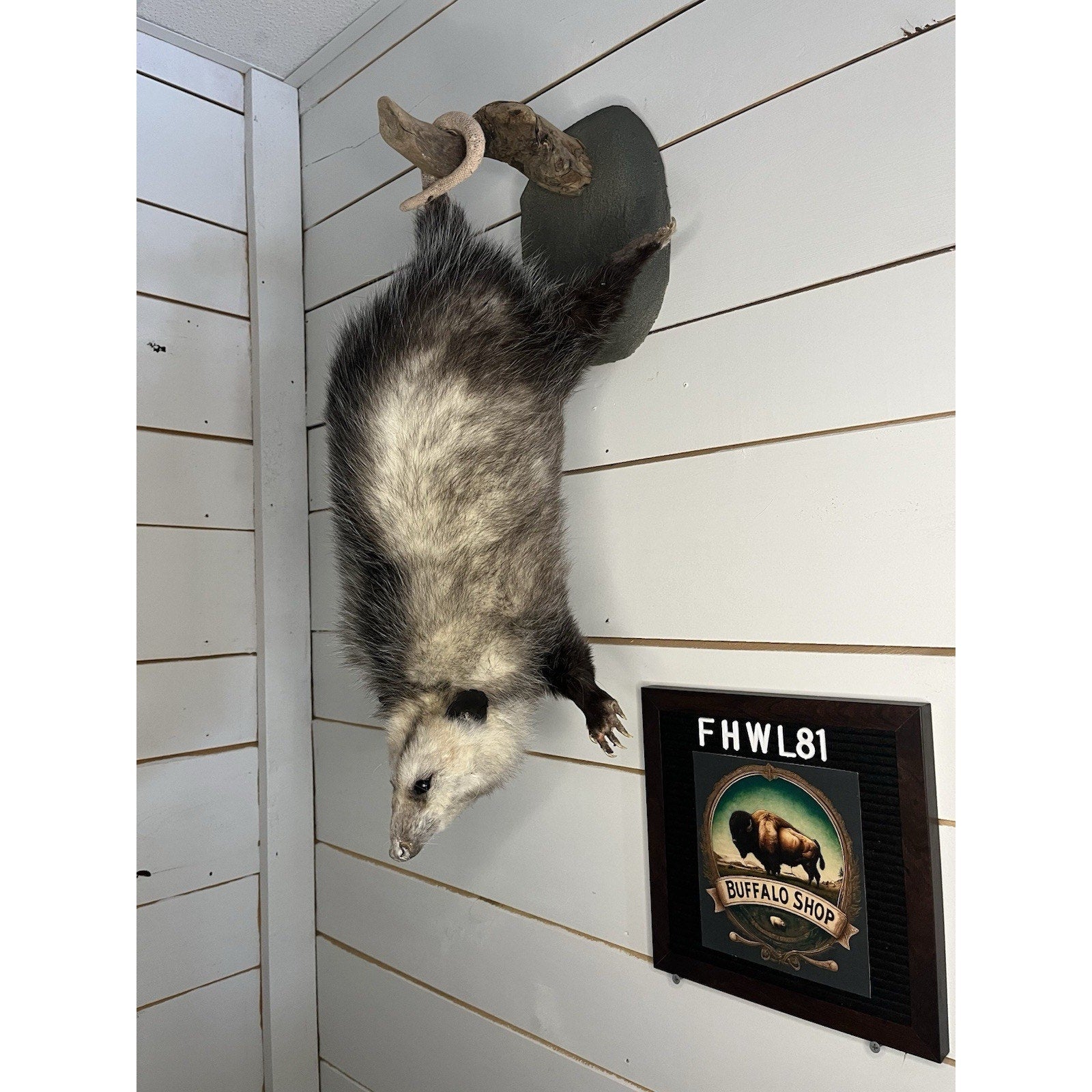 FHWL81 - Fat Opossum Hanging Taxidermy Full Body Mount