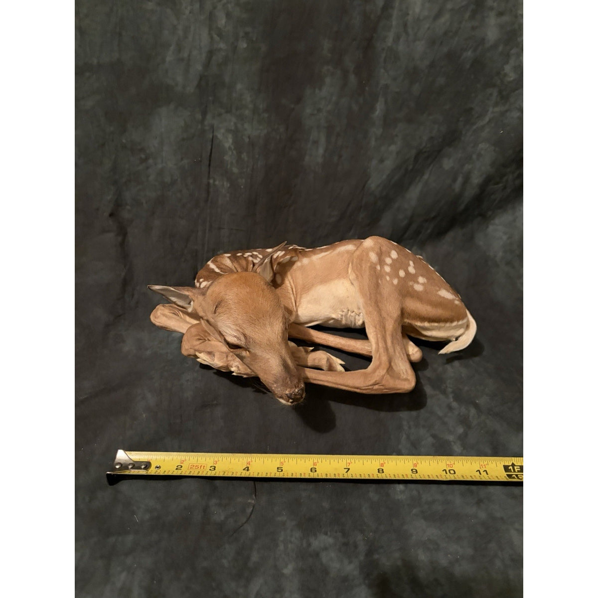 FHBRAD740 - Fawn Lifesize Taxidermy Mount Baby Deer