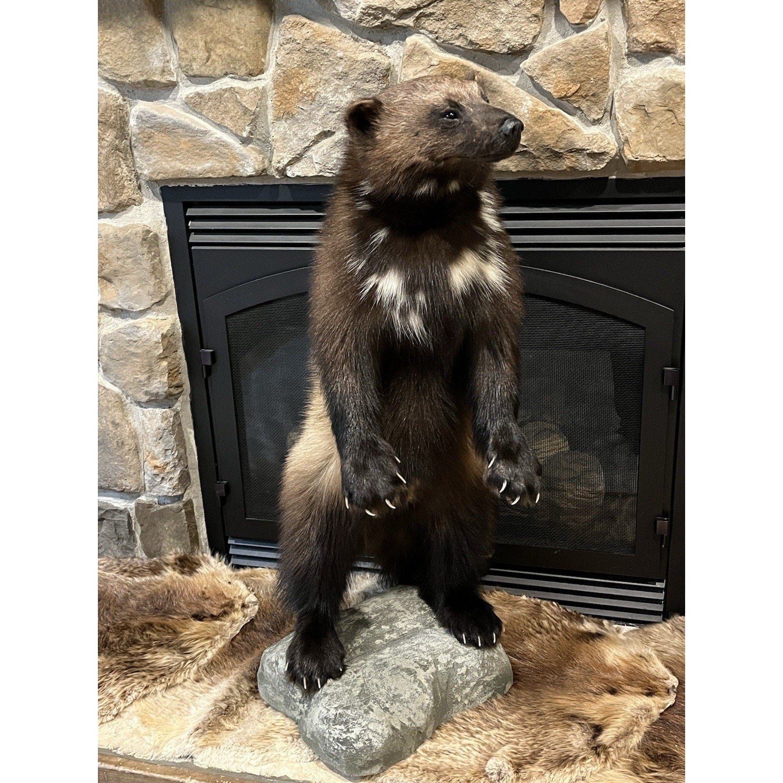 FHWL23-Beautiful Real Alaskan Wolverine Prime Fur Taxidermy Mount