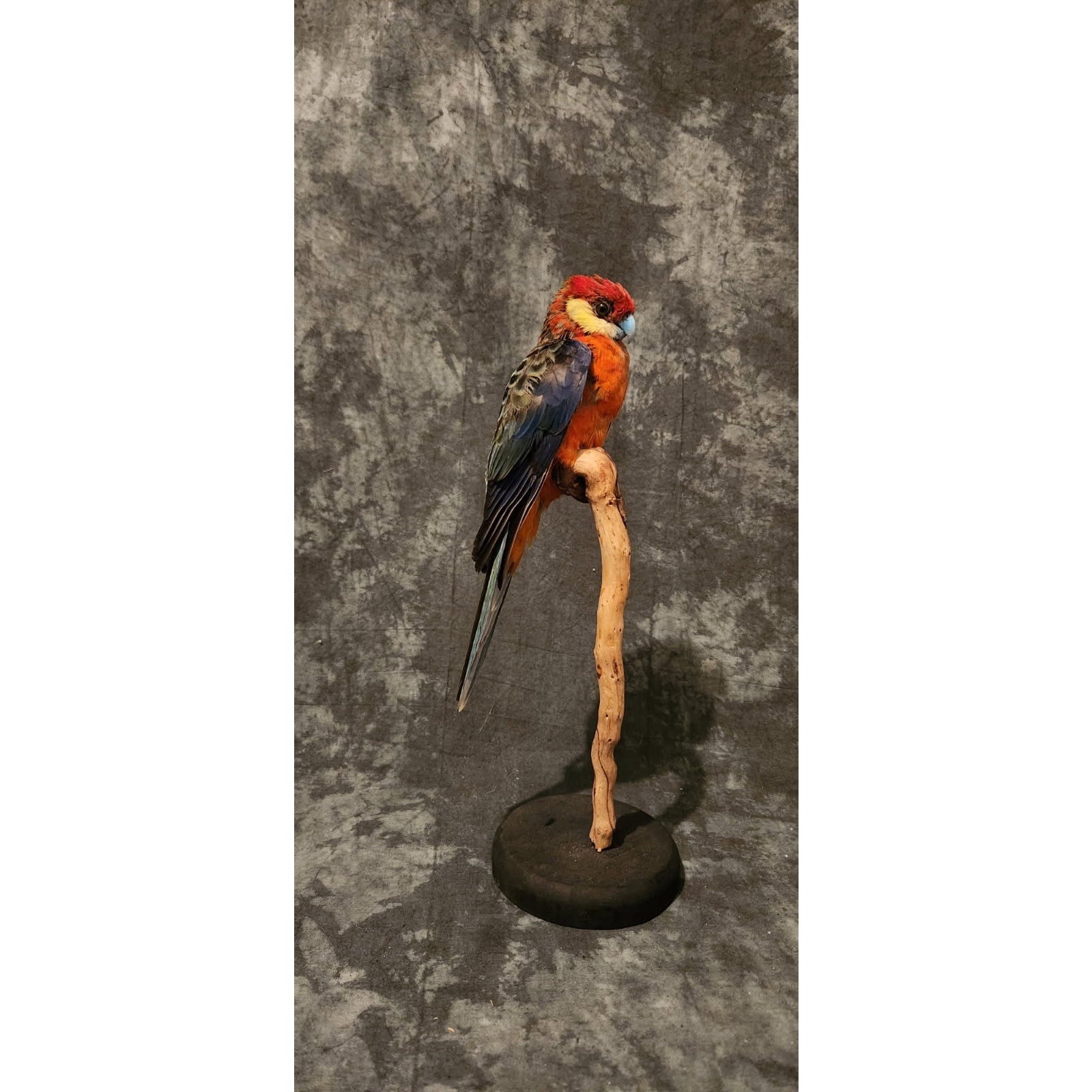 FHJR1 - Rosella parakeet Real Taxidermy Bird Mount