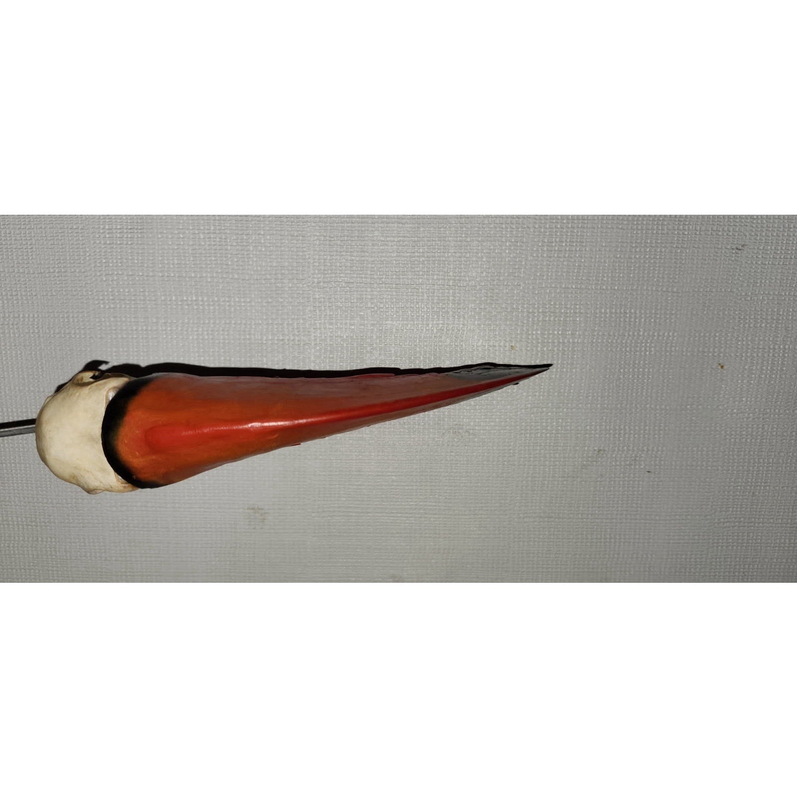 FHtouc88 - Real Toco Toucan Bird Skull Taxidermy