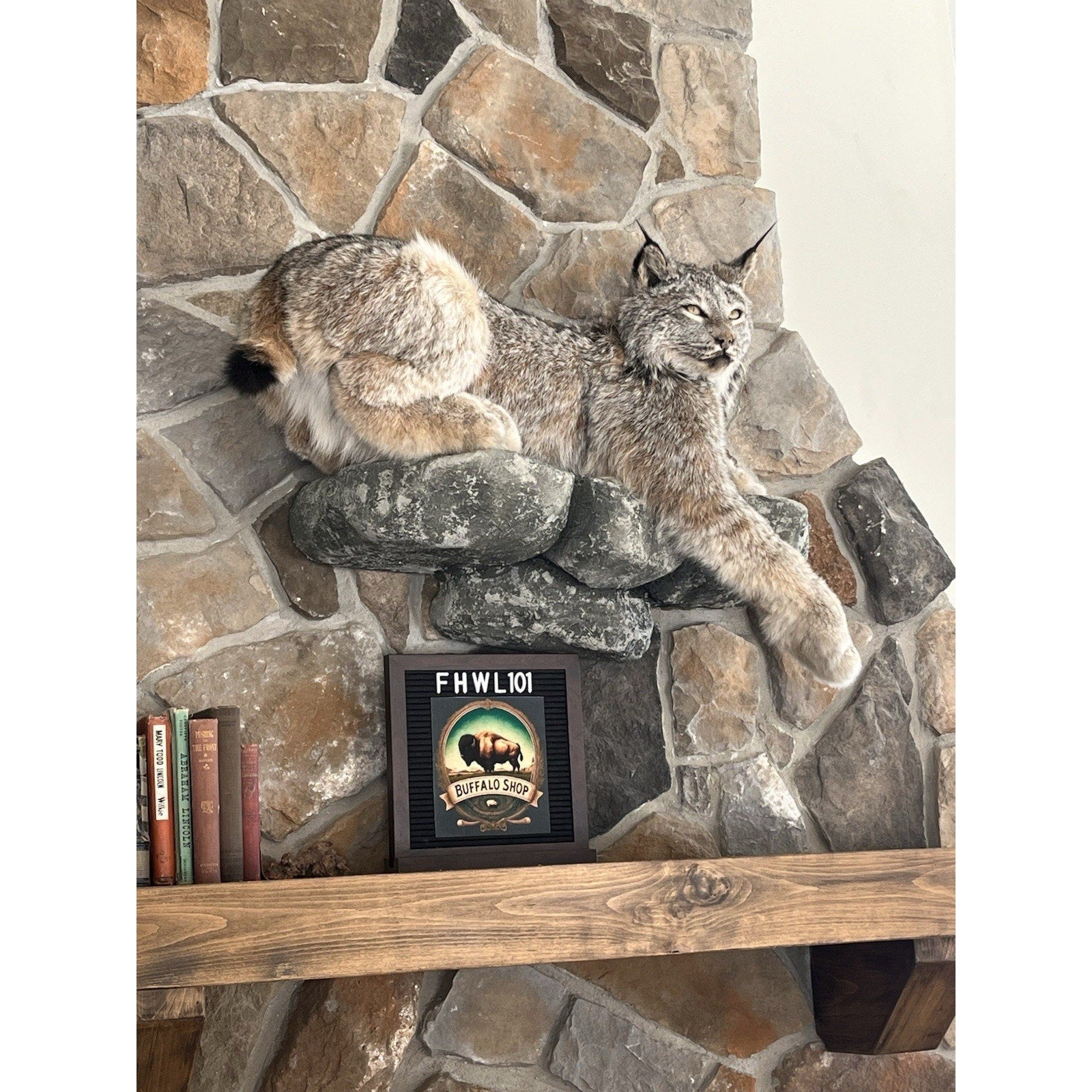 FHWL101 - Alaskan Lynx Taxidermy Full Body Mount Prime Fur