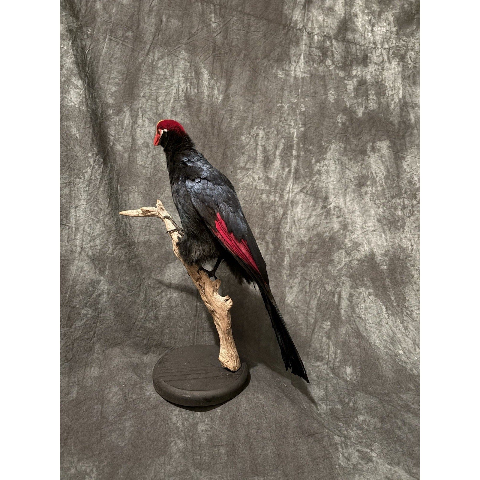 FHADA110 - Violet turaco Taxidermy Bird Mount