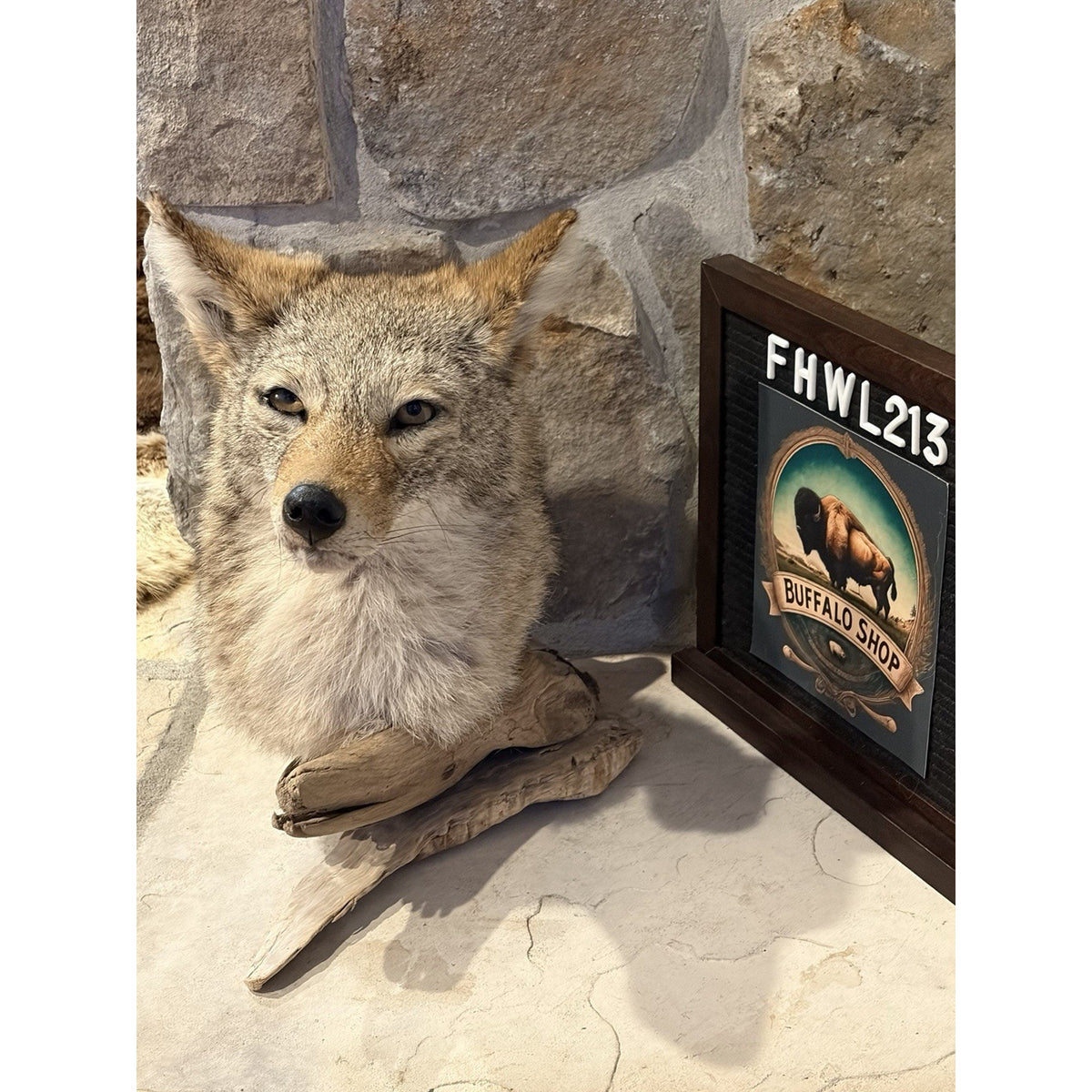 FHWL213 - Coyote Shoulder Museum Quality mount Taxidermy
