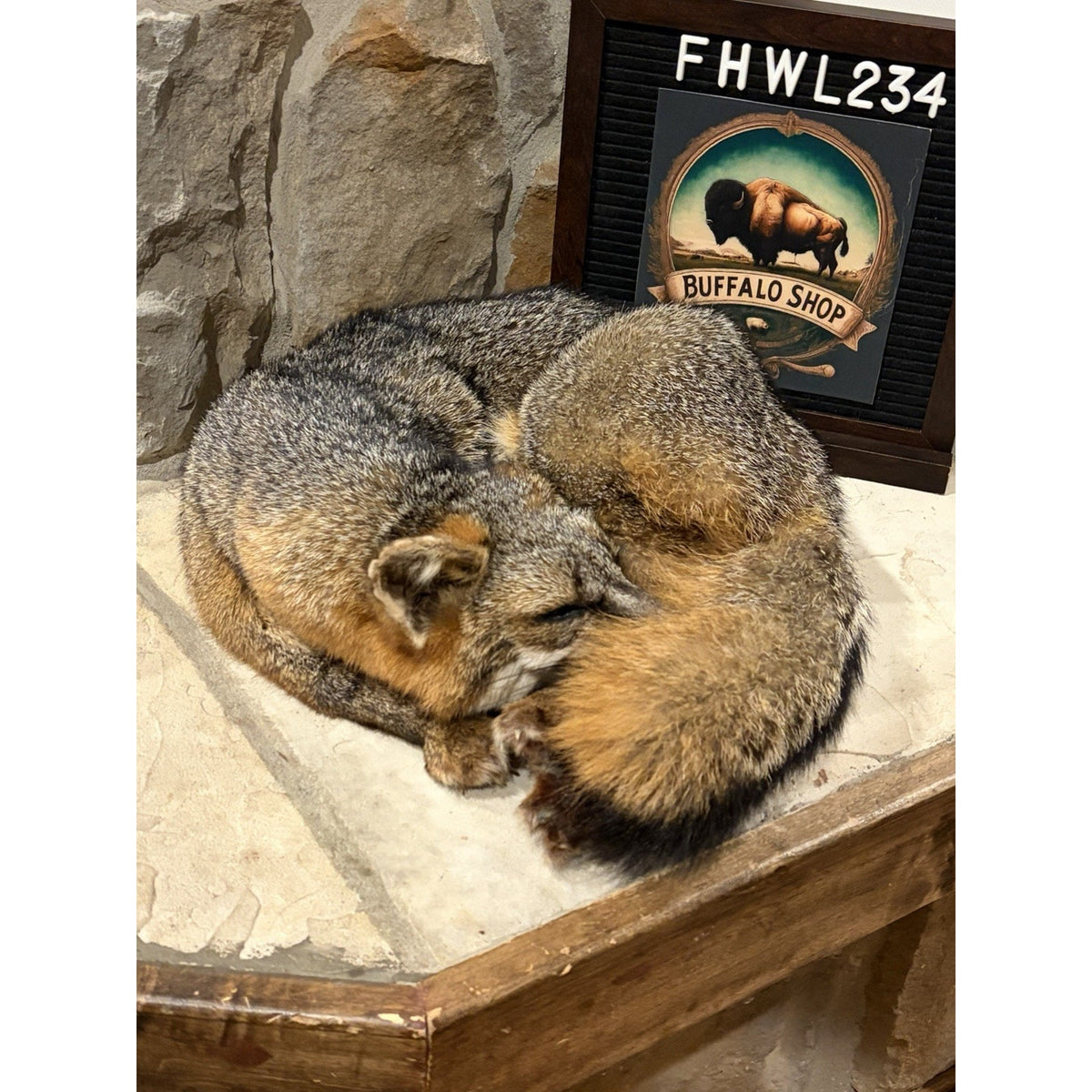 FHWL234 - Grey Fox Taxidermy Full Body Mount Cabin Camp Man Cave