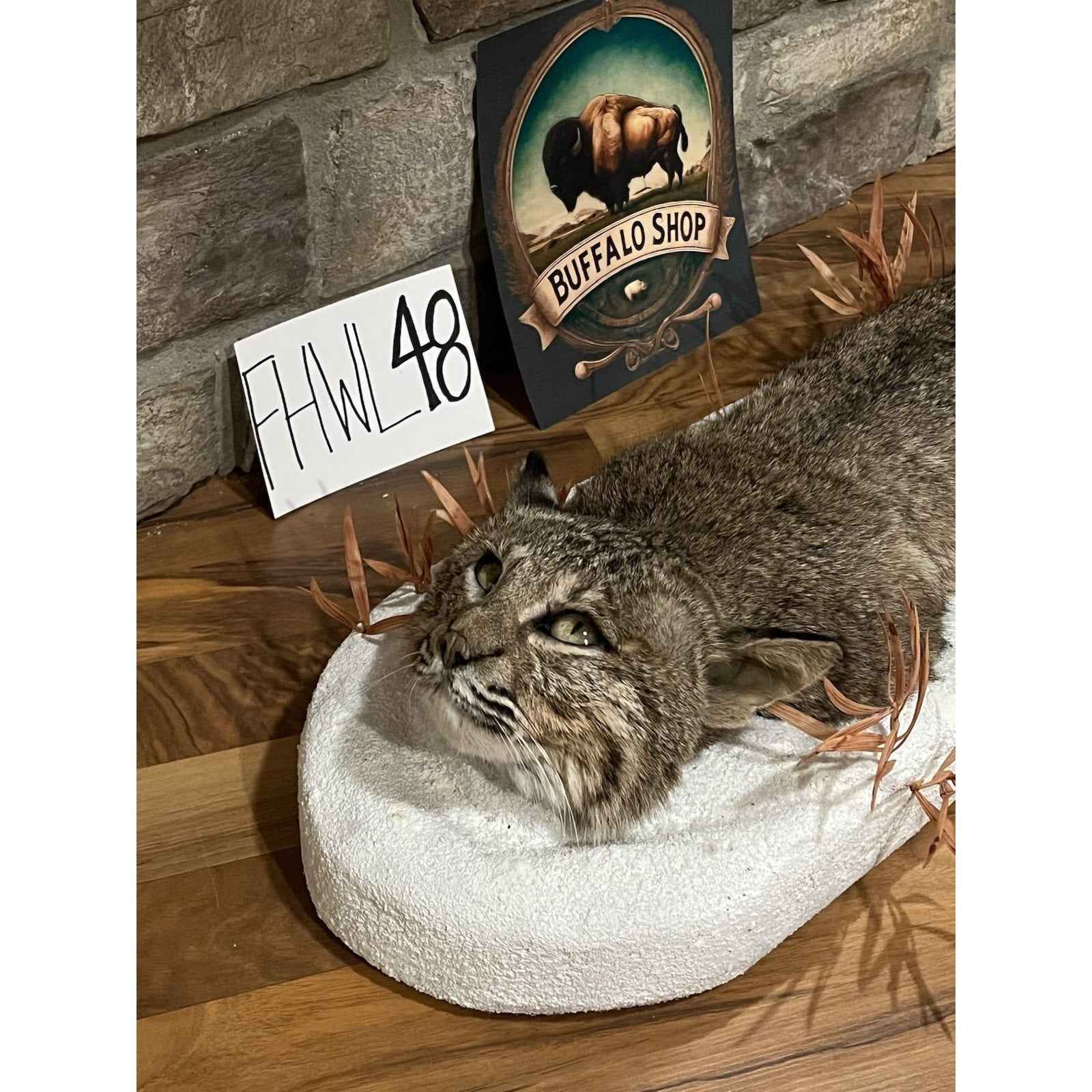 FHWL48 - Bobcat Taxidermy Full Body Mount In Snow.