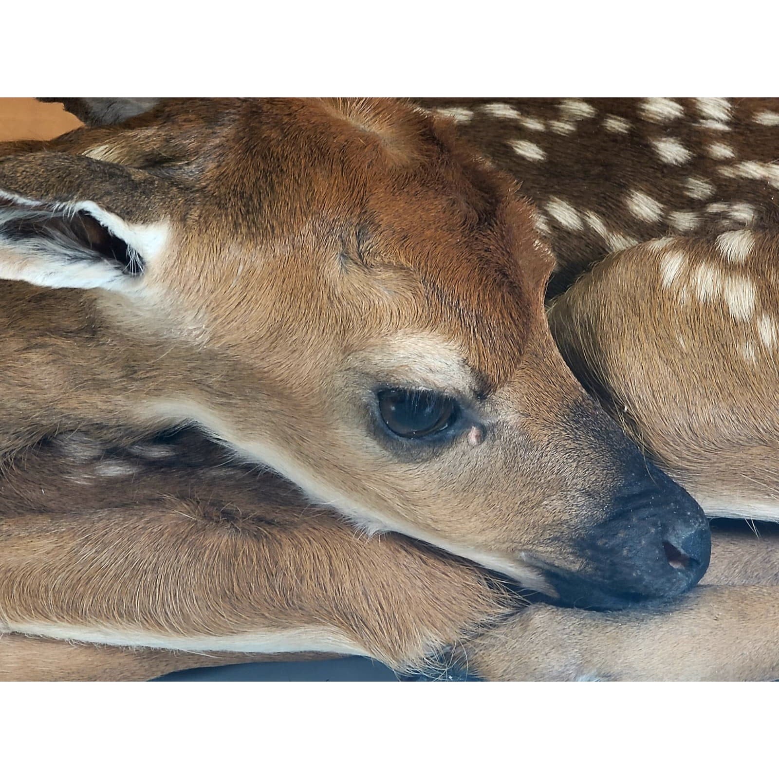 FHBARN2- Fawn Lifesize Taxidermy Mount