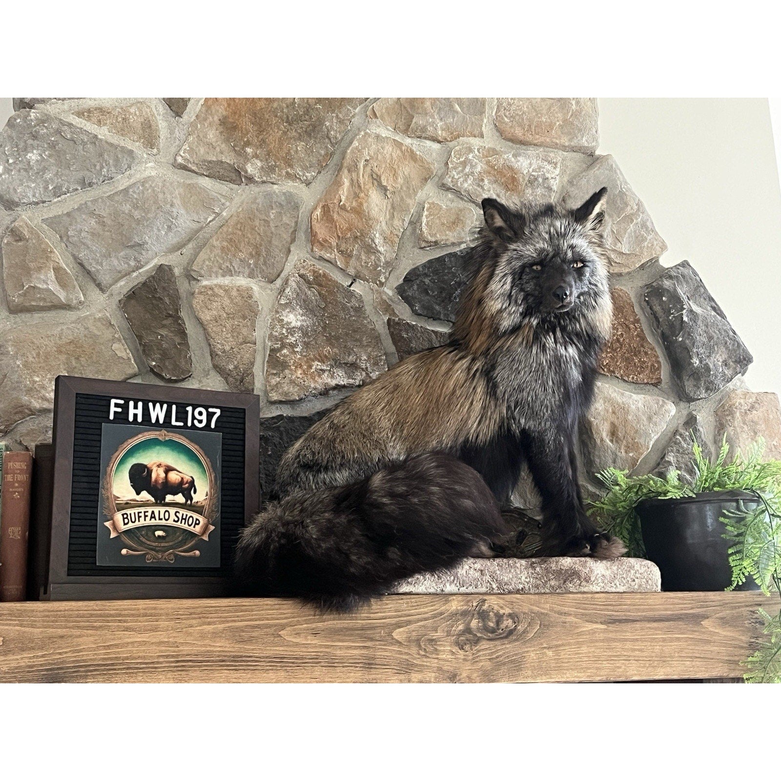 FHWL197- Museum Quality Ranch Fox Taxidermy mount