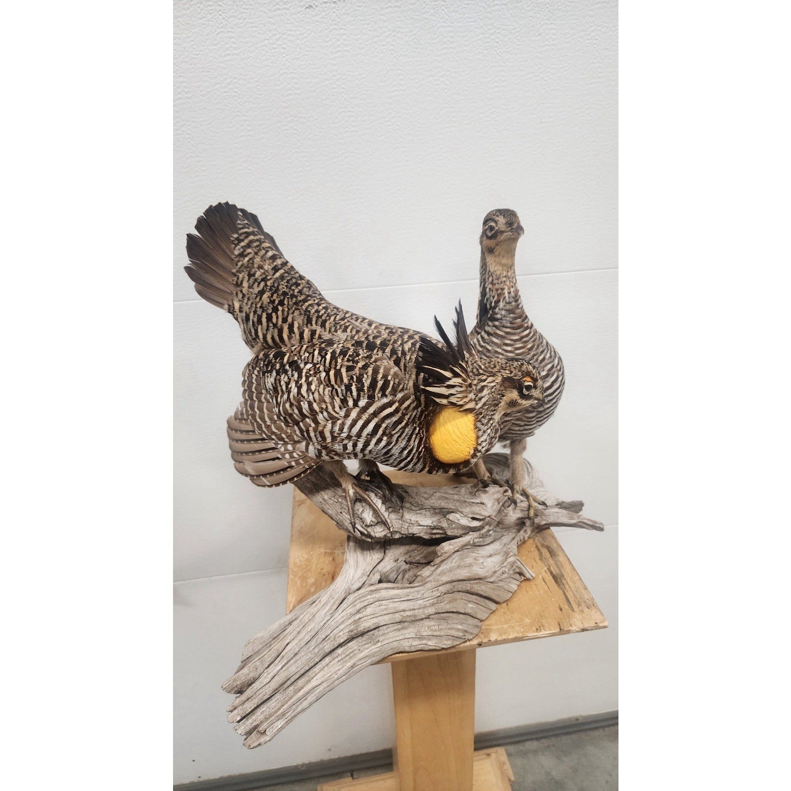 FHBRAD96 - Greater prairie-chicken Pair Taxidermy Mount
