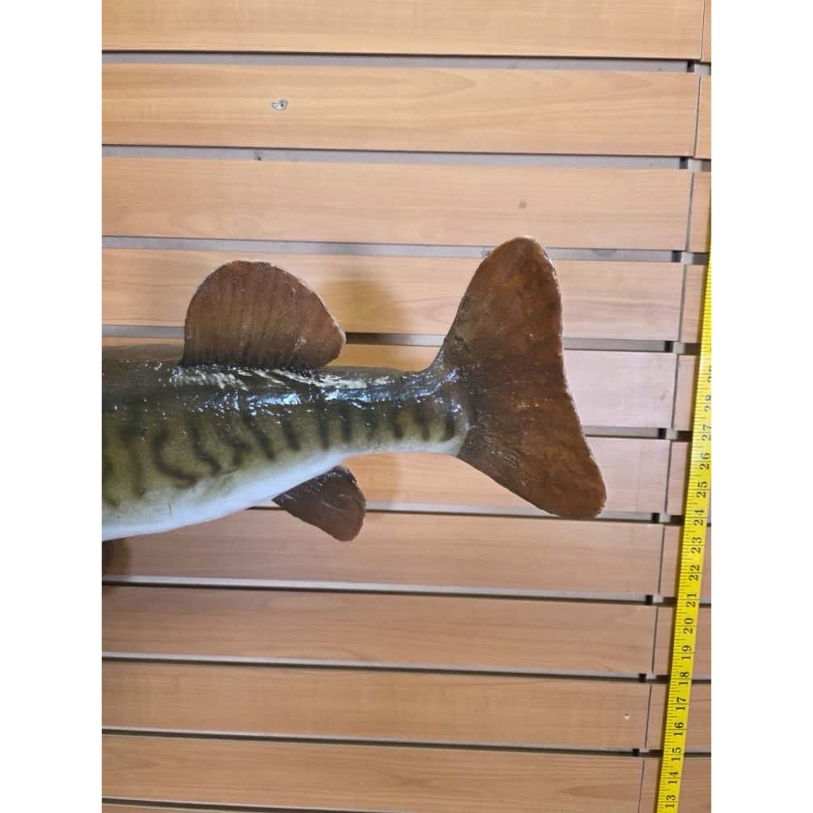 FHCM34 - Real Skin 35” Muskie Fish Taxidermy Wall Mount