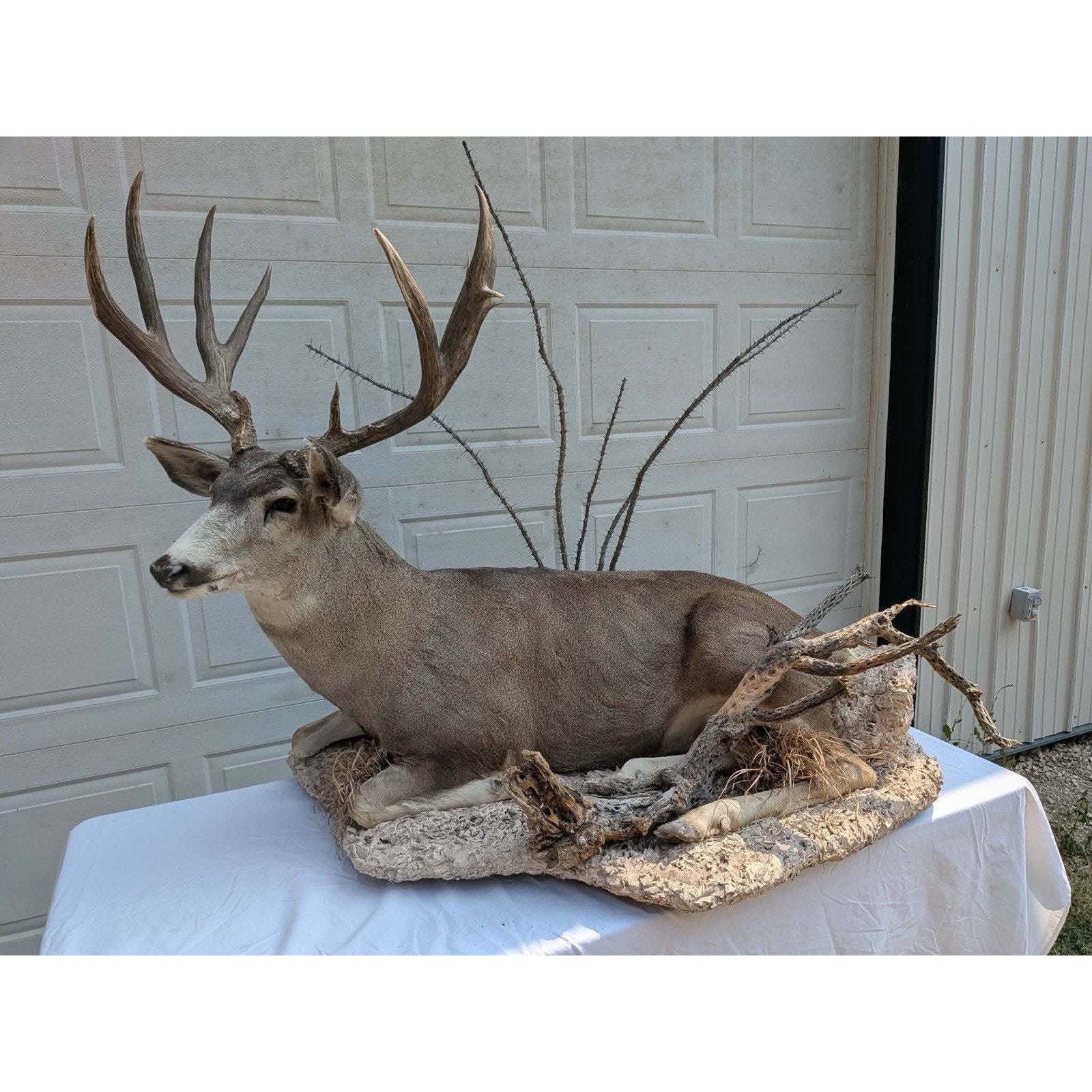 FHPATMU21 - Desert Mule Deer Full Body Taxidermy Mount
