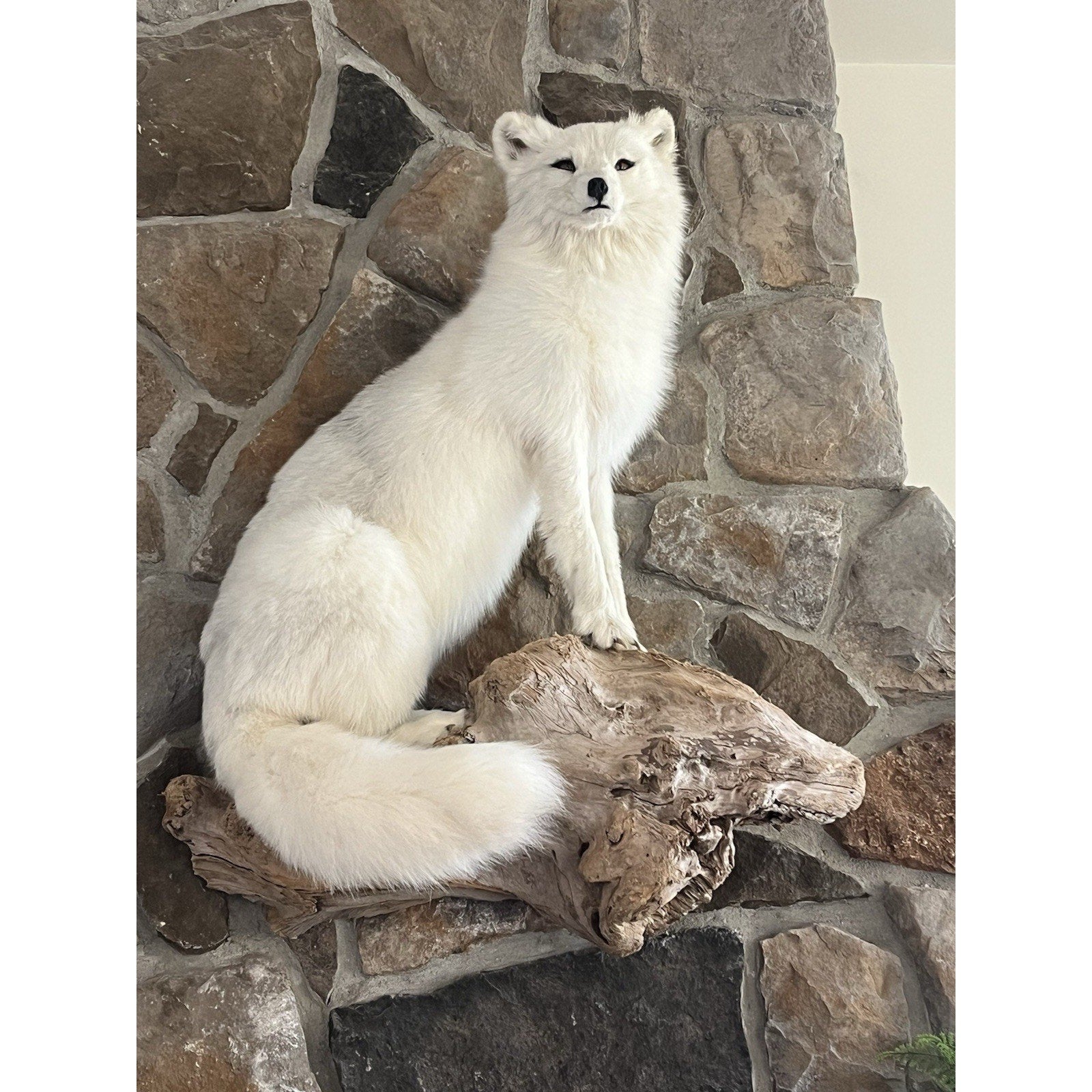 FHWL9 - Museum Quality White Fox Taxidermy Full Body Mount