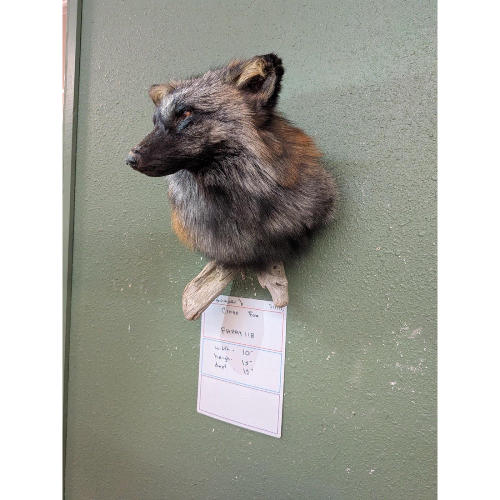 FHPAT118 - Cross Fox Taxidermy Shoulder mount