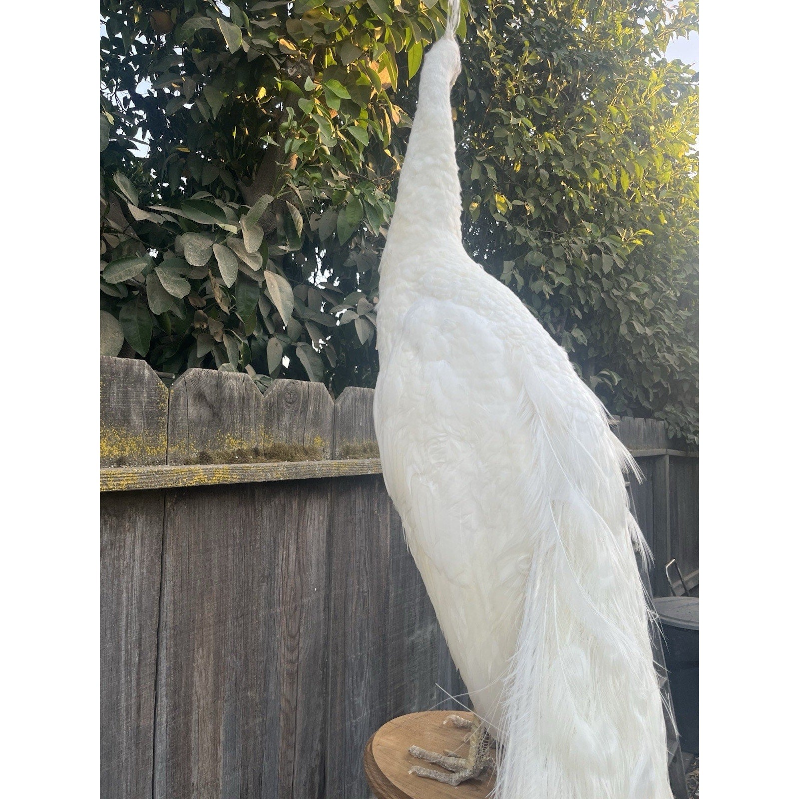FHJOEL332 - Rare White PEACOCK Taxidermy Mount