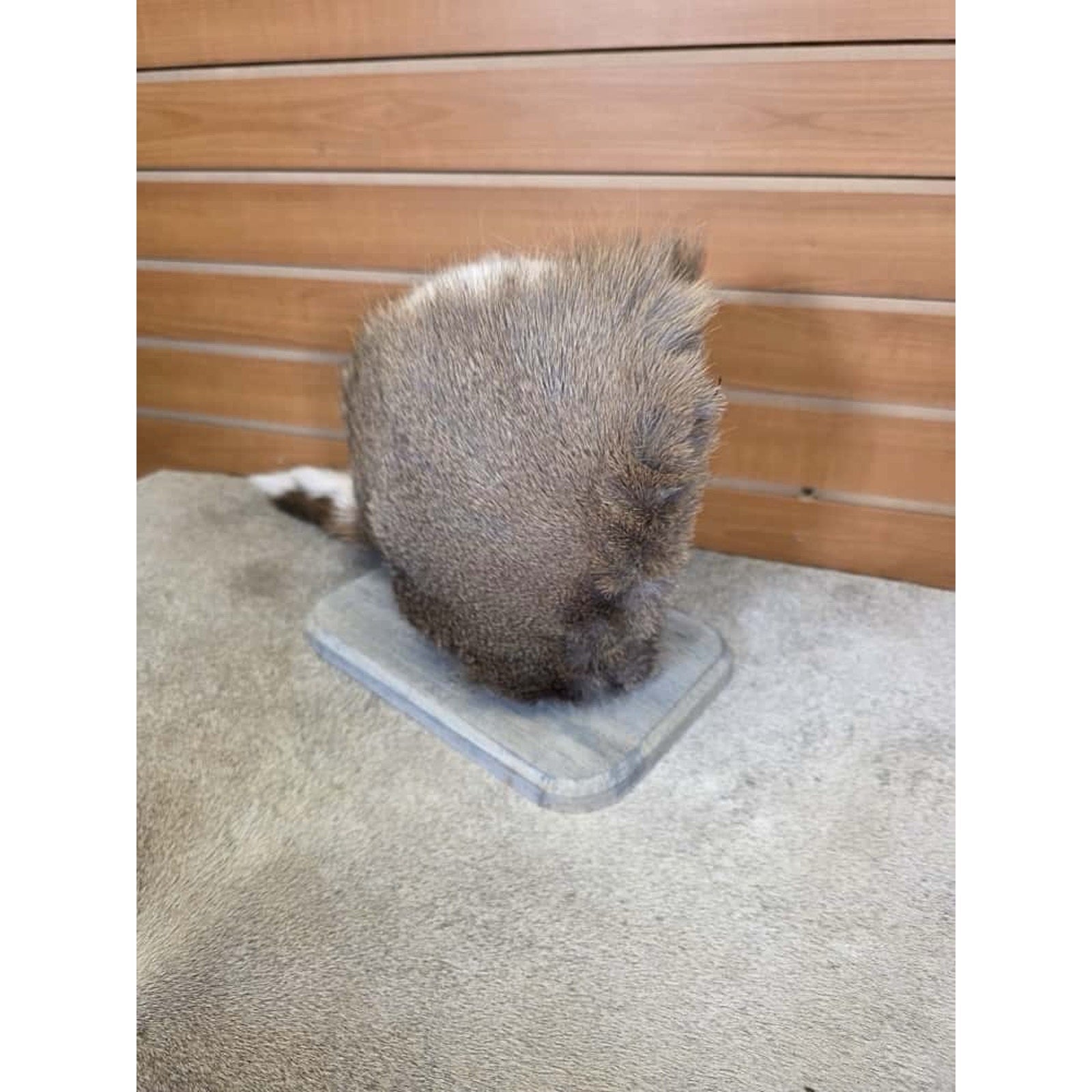 FHCM21 - Skunk Ape Table Top Pedestal Taxidermy Mount