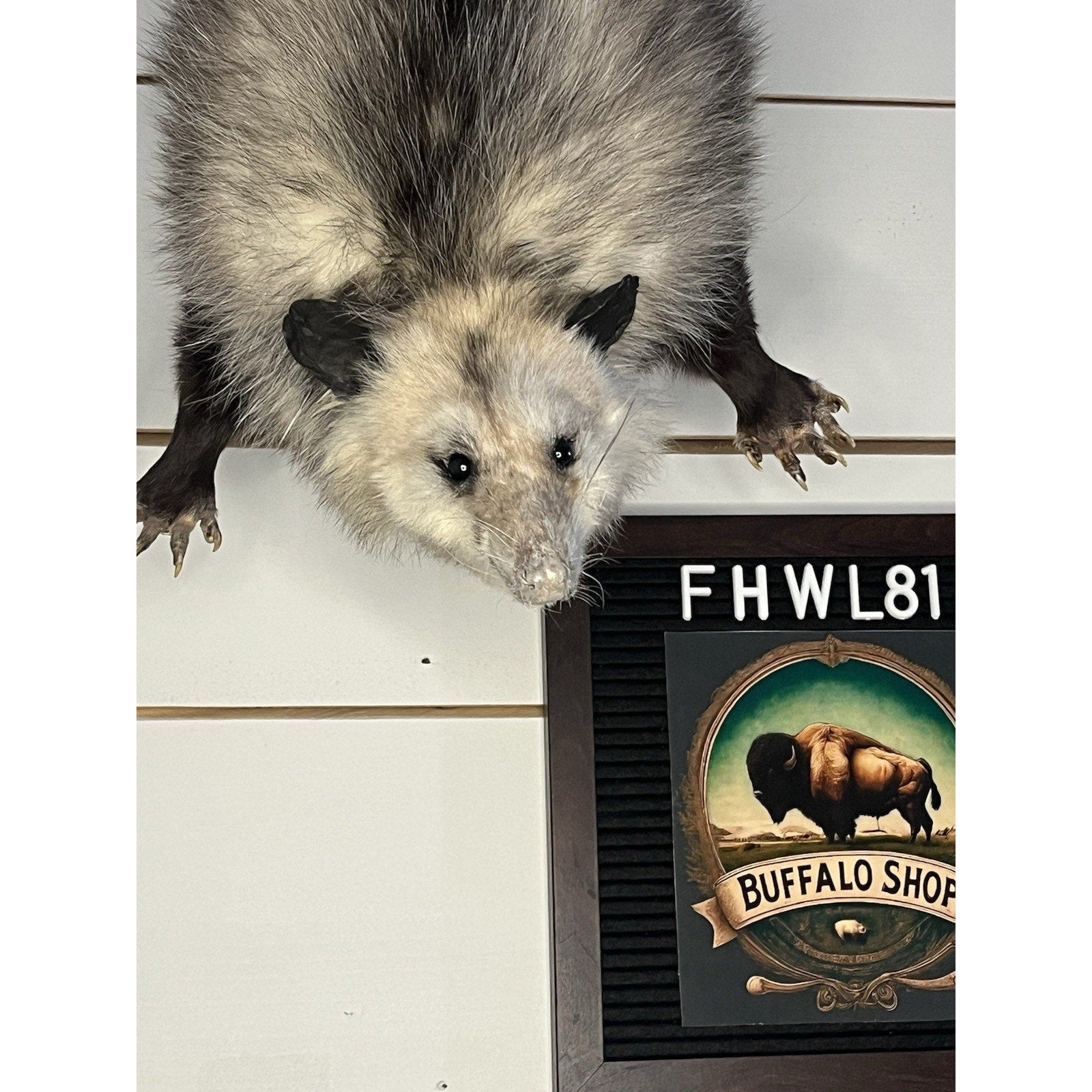 FHWL81 - Fat Opossum Hanging Taxidermy Full Body Mount