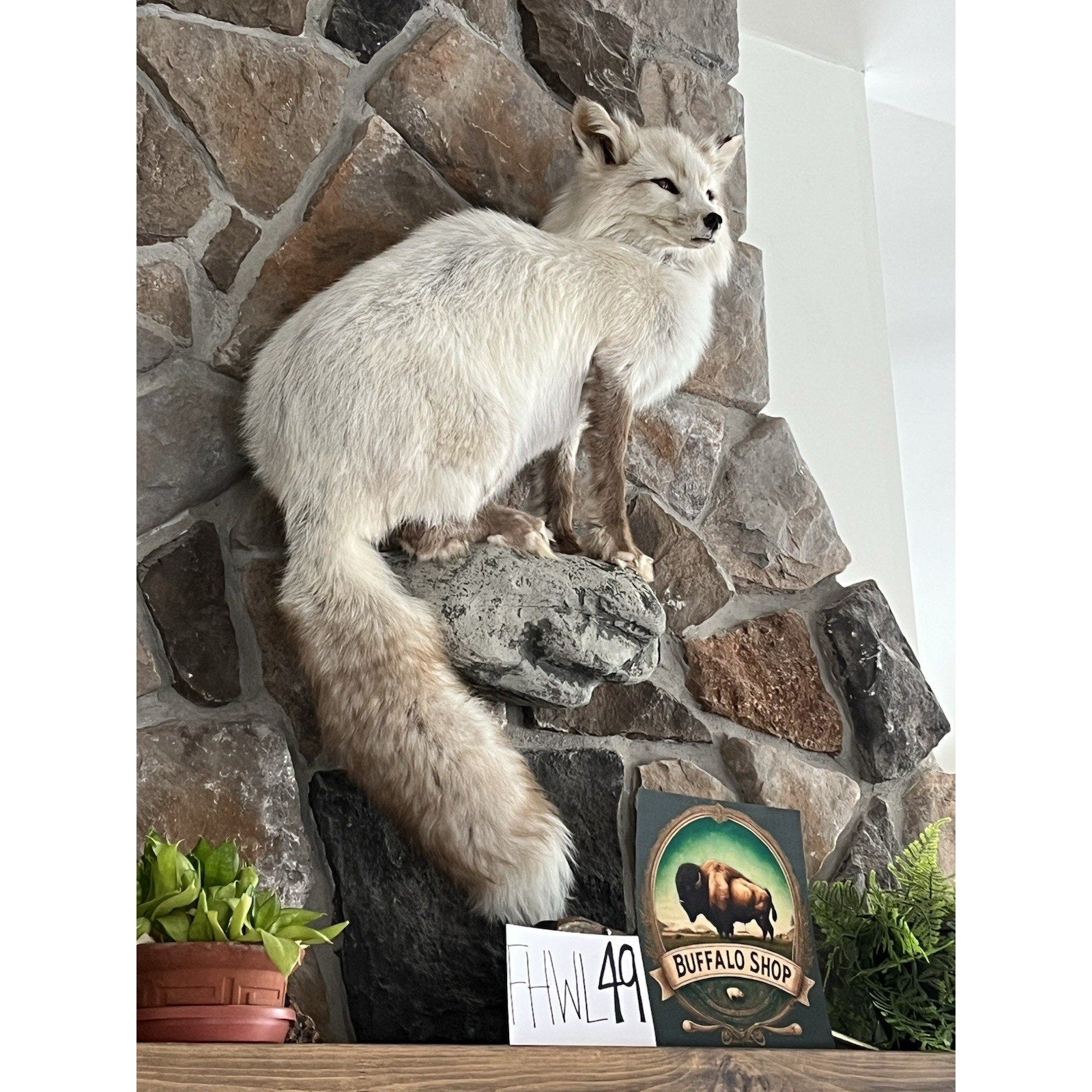 FHWL49- White Cross Fox Taxidermy mount