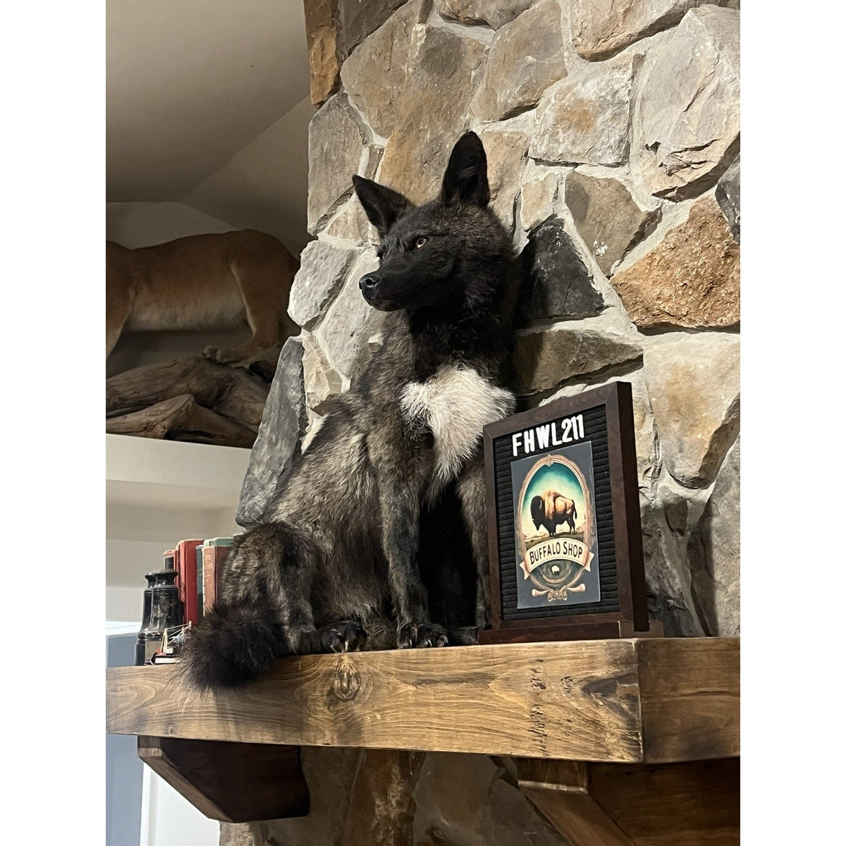 FHWL211 - Coyote Wall mount Taxidermy