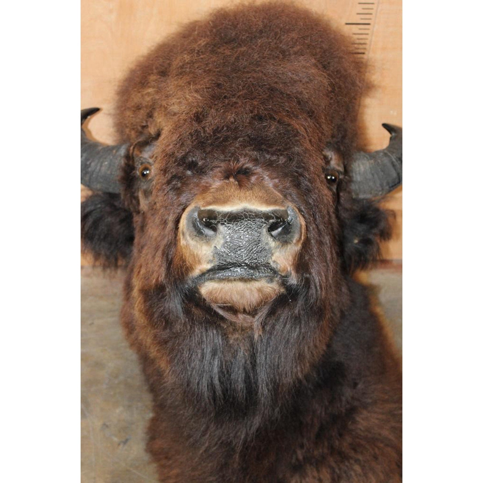 FHBRENT1 - XXL BISON Shoulder Mount Taken in the Northwest Territory (Canada)