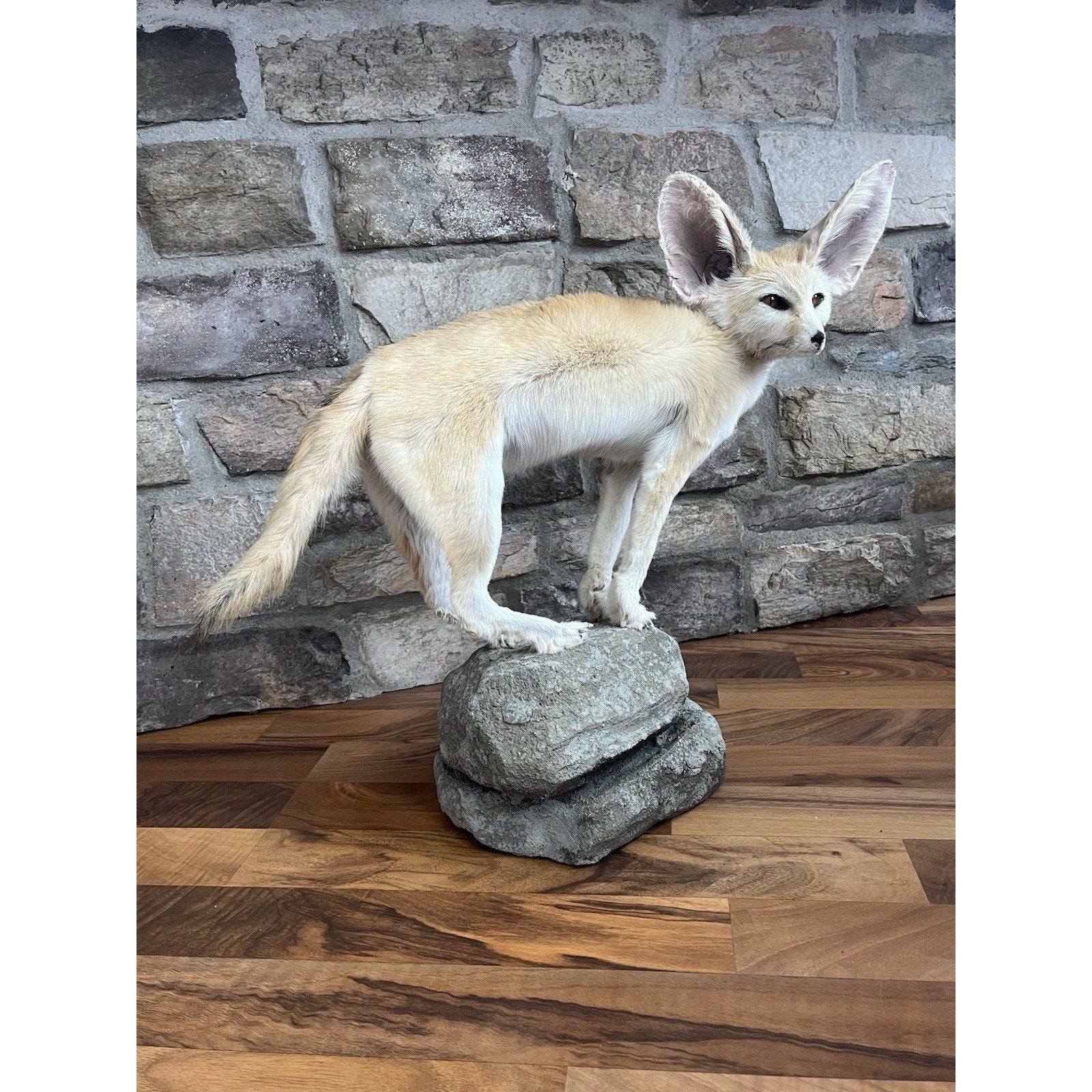 FHWL28 - Museum Quality Fennec Fox Taxidermy Full Body Mount