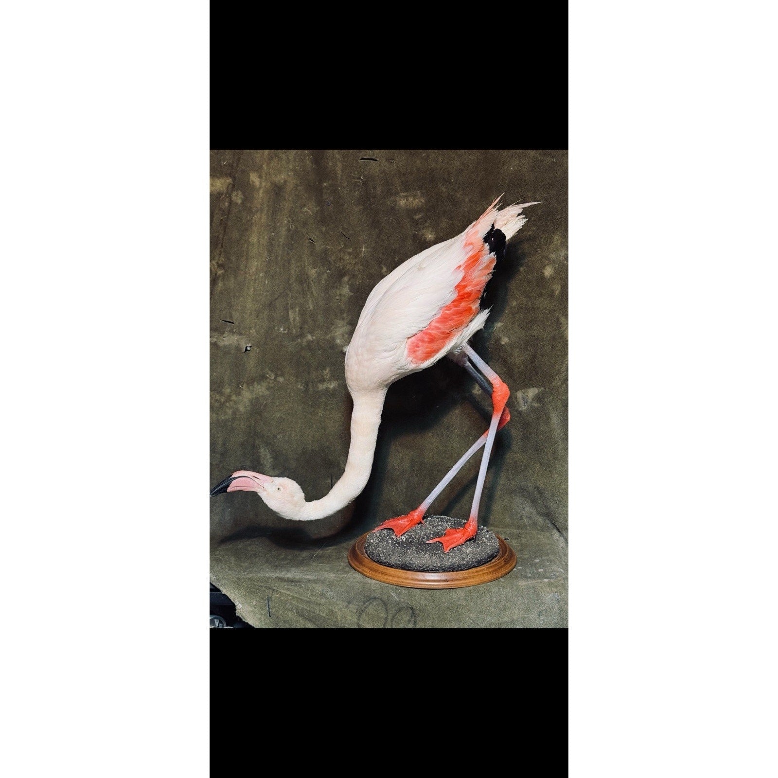 FHDARI2 - Chilean Flamingo Museum quality Taxidermy mount bird