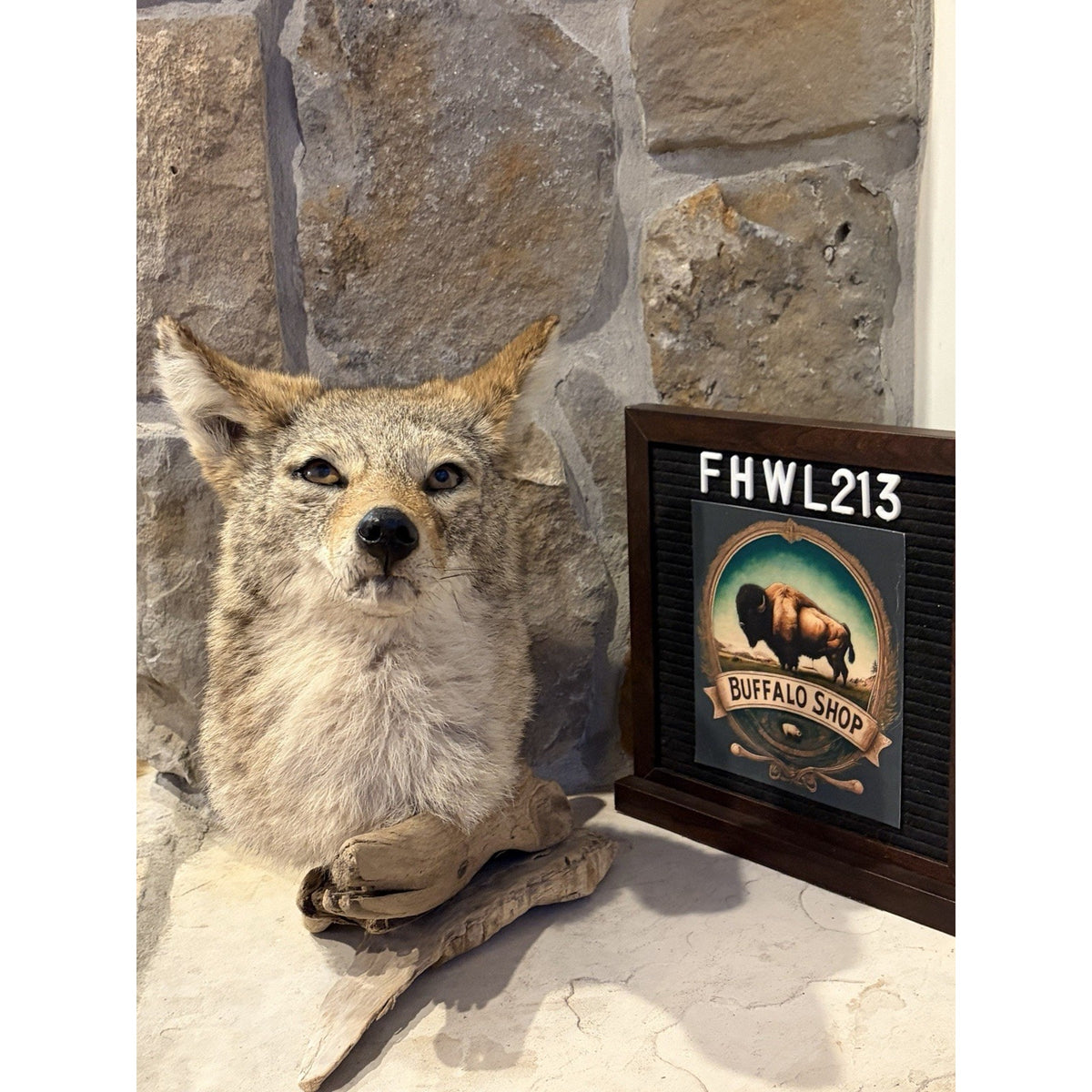 FHWL213 - Coyote Shoulder Museum Quality mount Taxidermy