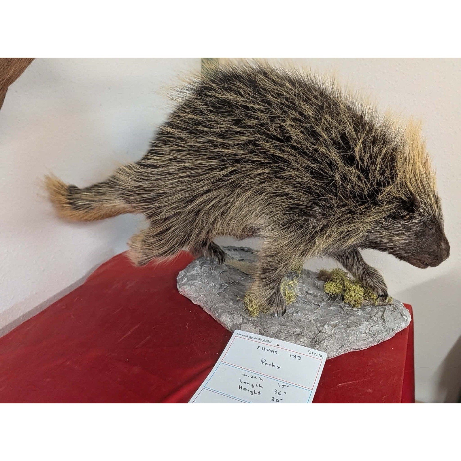 FHPAT133- Beautiful Montana Prime Winter Porcupine Full Taxidermy Mount