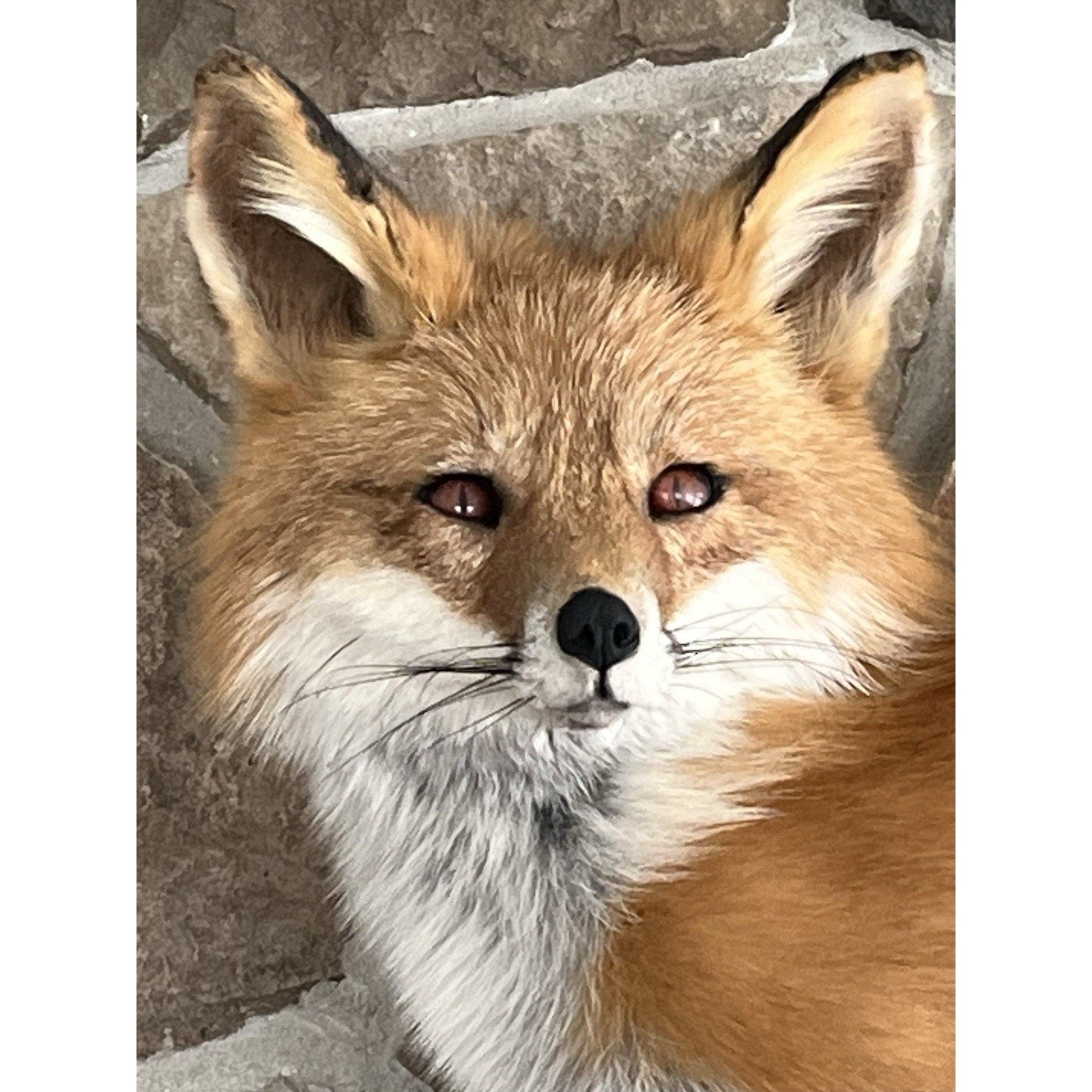 FHWL90 - Museum Quality Red Fox Taxidermy mount