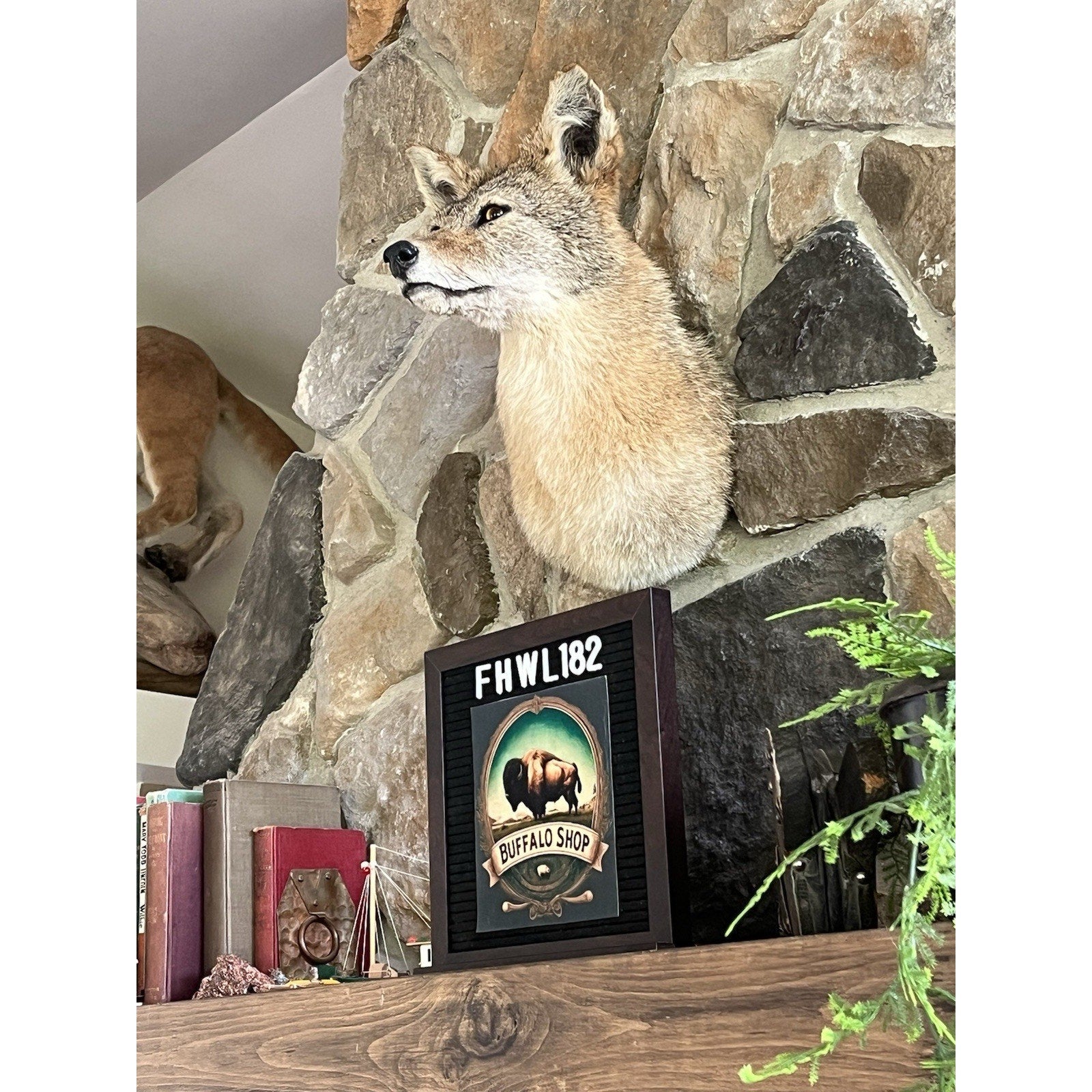 FHWL182 - Coyote Shoulder Museum Quality mount Taxidermy
