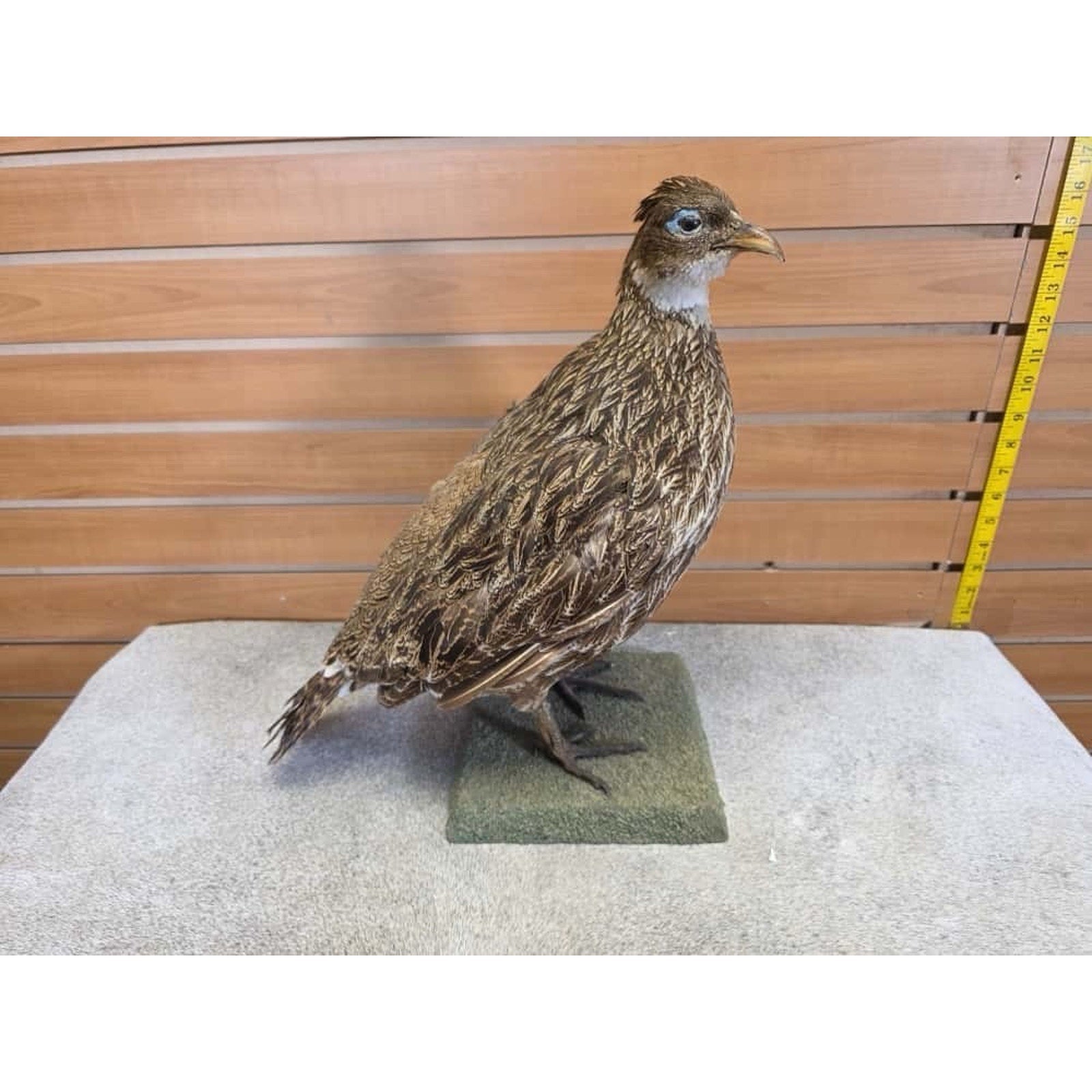 JTV253 - impeyan hen farm raised Taxidermy Mount