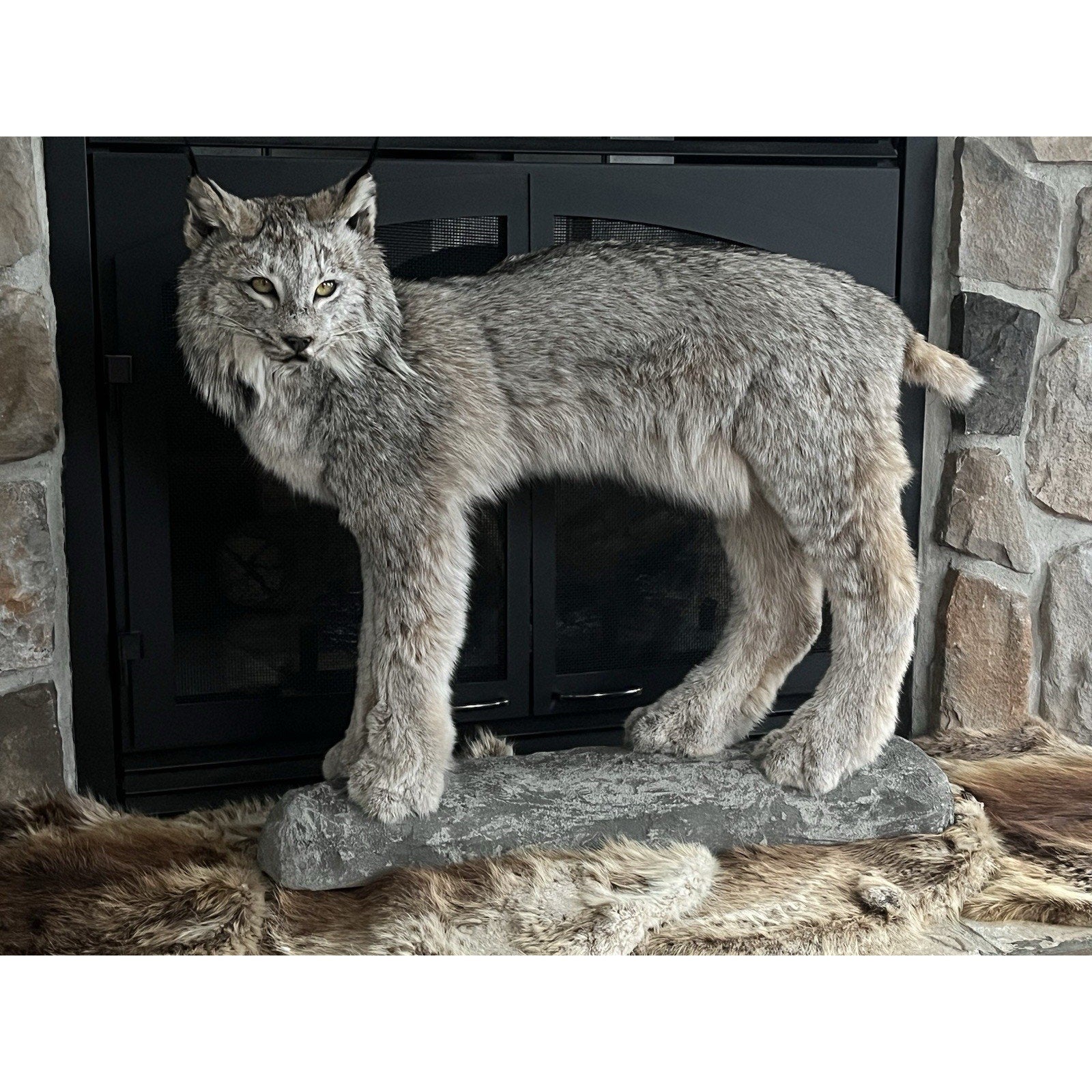 FHWL27 - Alaskan Lynx Taxidermy Full Body Mount Prime Fur