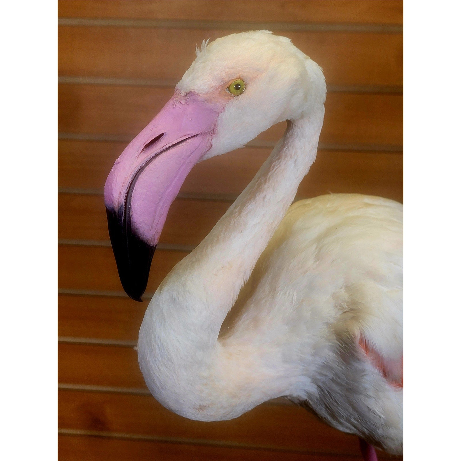 FHFLA302- Chilean Flamingo Lifesize Taxidermy Mount