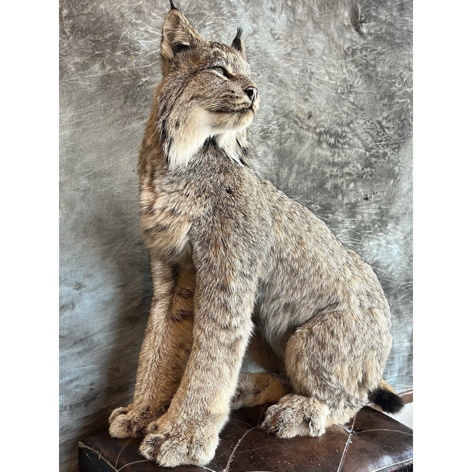 FHWL35 - Alaskan Lynx Taxidermy Full Body Mount Prime Fur