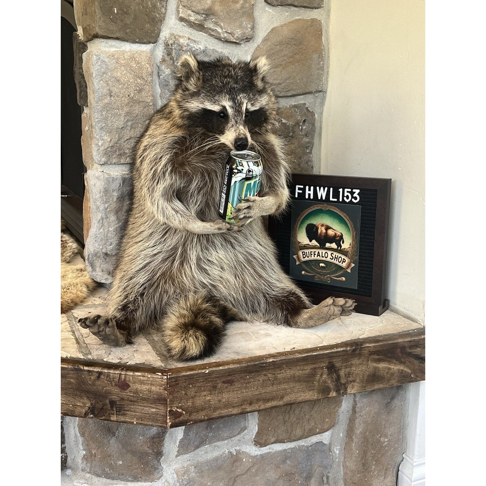 FHWL153 -premium Fat Raccoon Taxidermy Mount