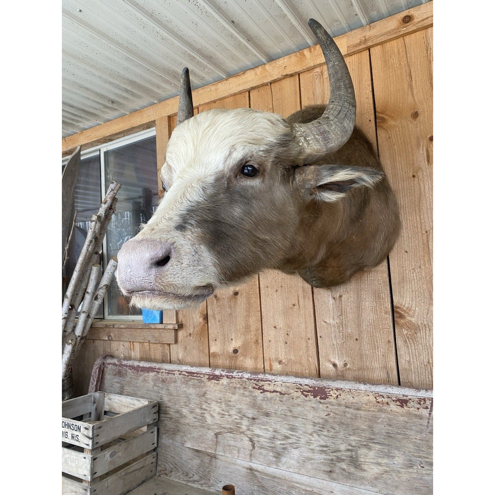 FHDAR42- Rare Sacred White-faced African Buffalo Taxidermy Shoulder mount