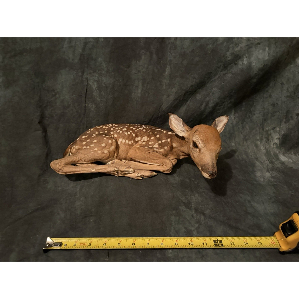 FHBRAD739 - Fawn Lifesize Taxidermy Mount Baby Deer