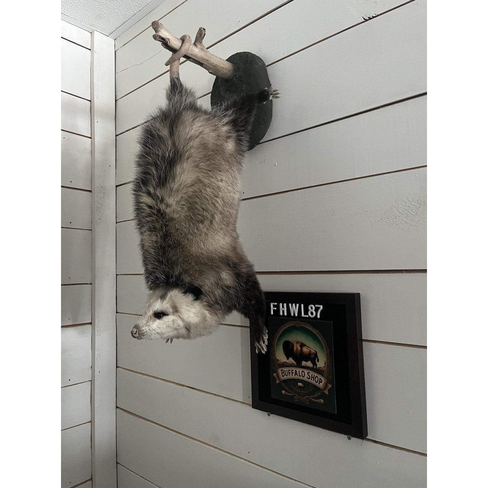 FHWL87 - Fat Opossum Hanging Taxidermy Full Body Mount