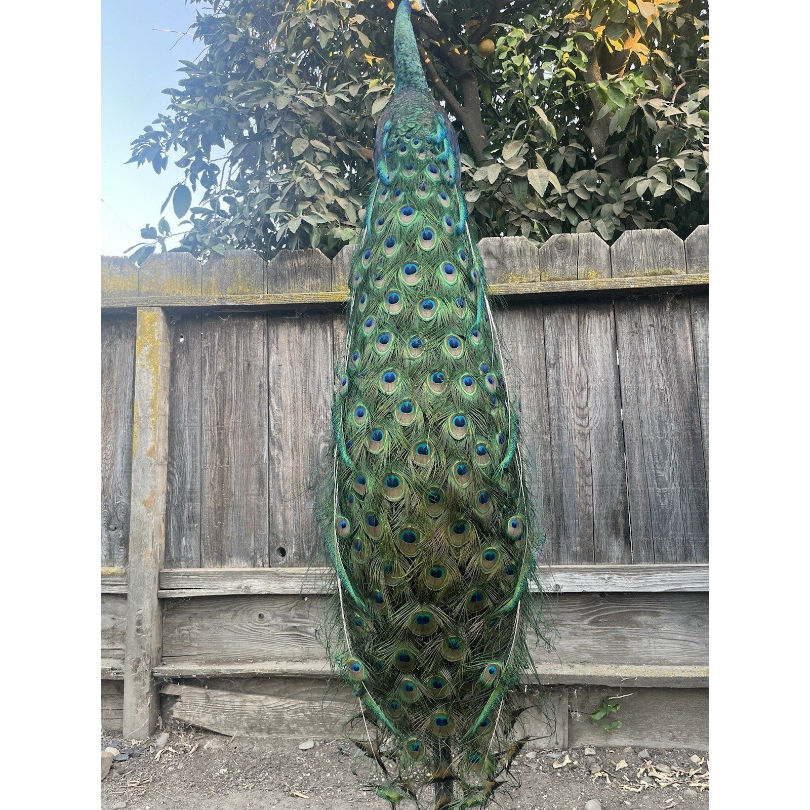 FHJOEL333-Real Java PEACOCK Taxidermy Mount museum quality
