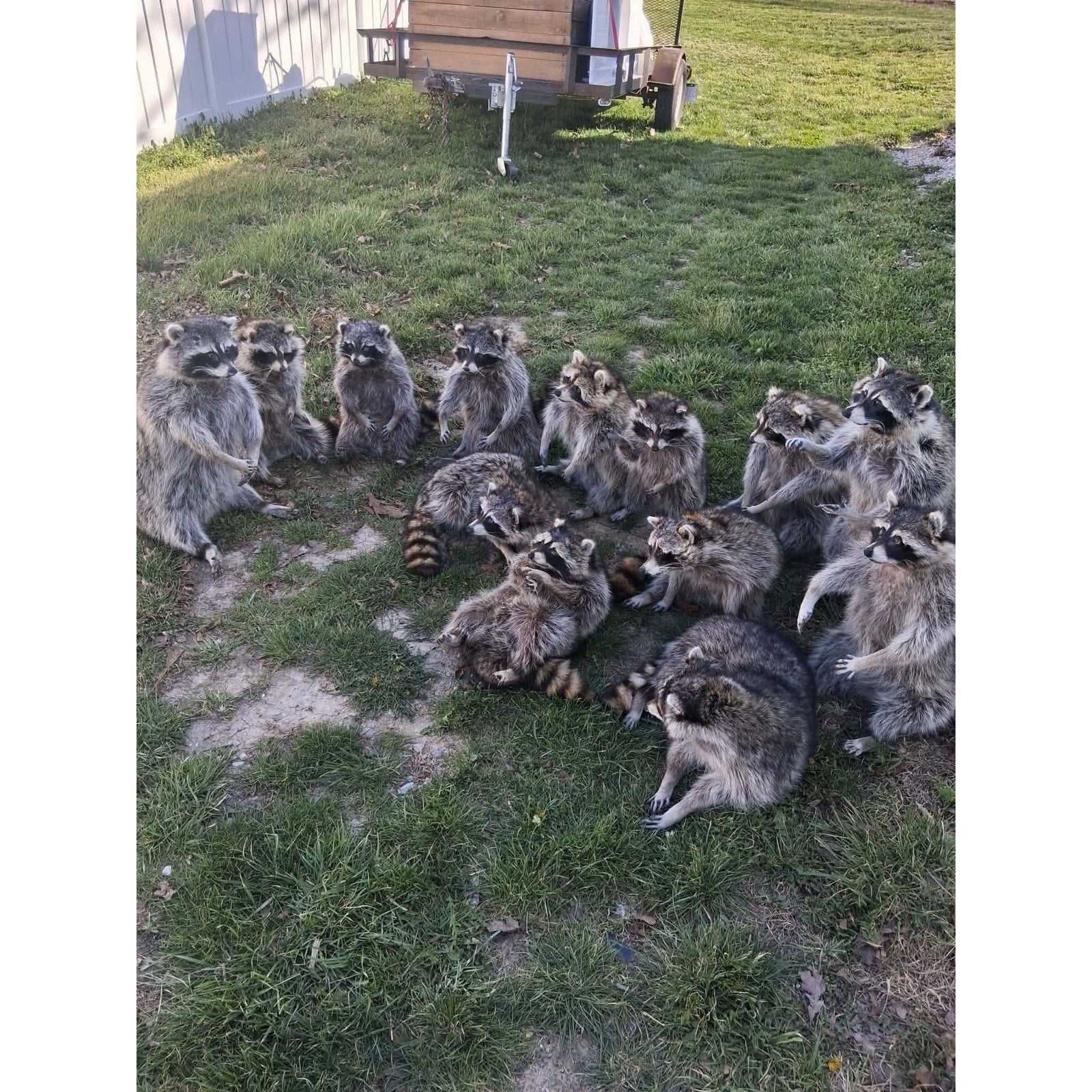 FHKIM279 - Raccoon Taxidermy Mount