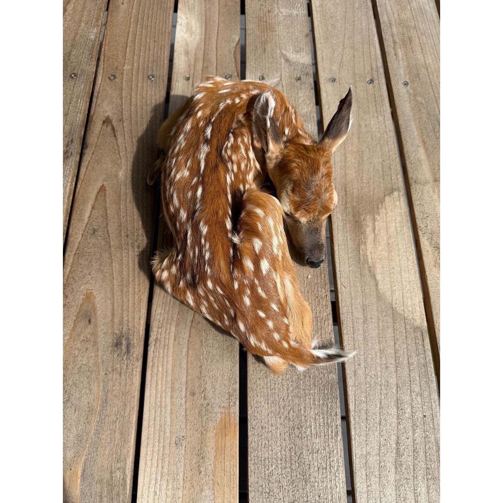 FHWAF4 - Fawn Lifesize Taxidermy Mount