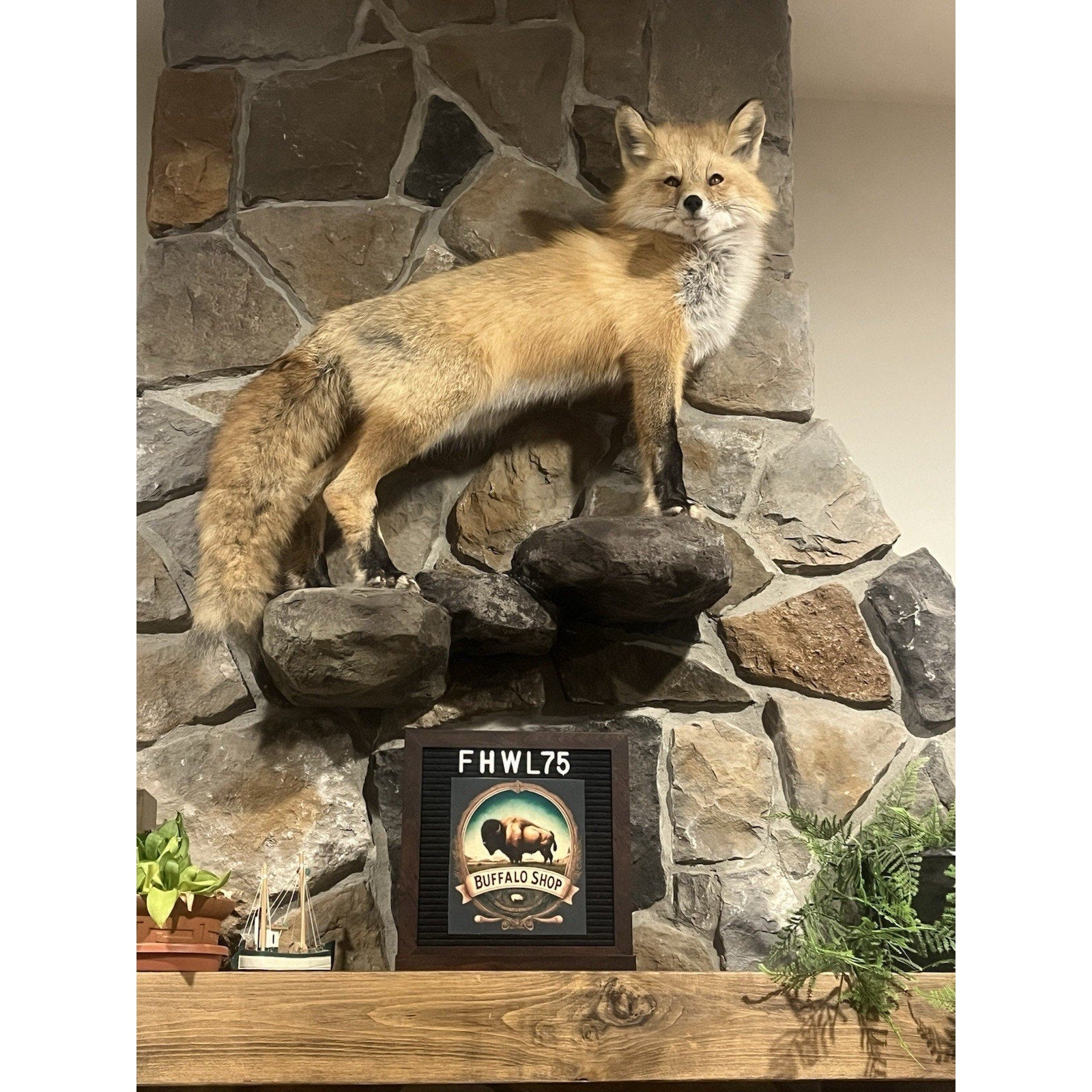 FHWL75 - Museum Quality Red Fox Taxidermy mount
