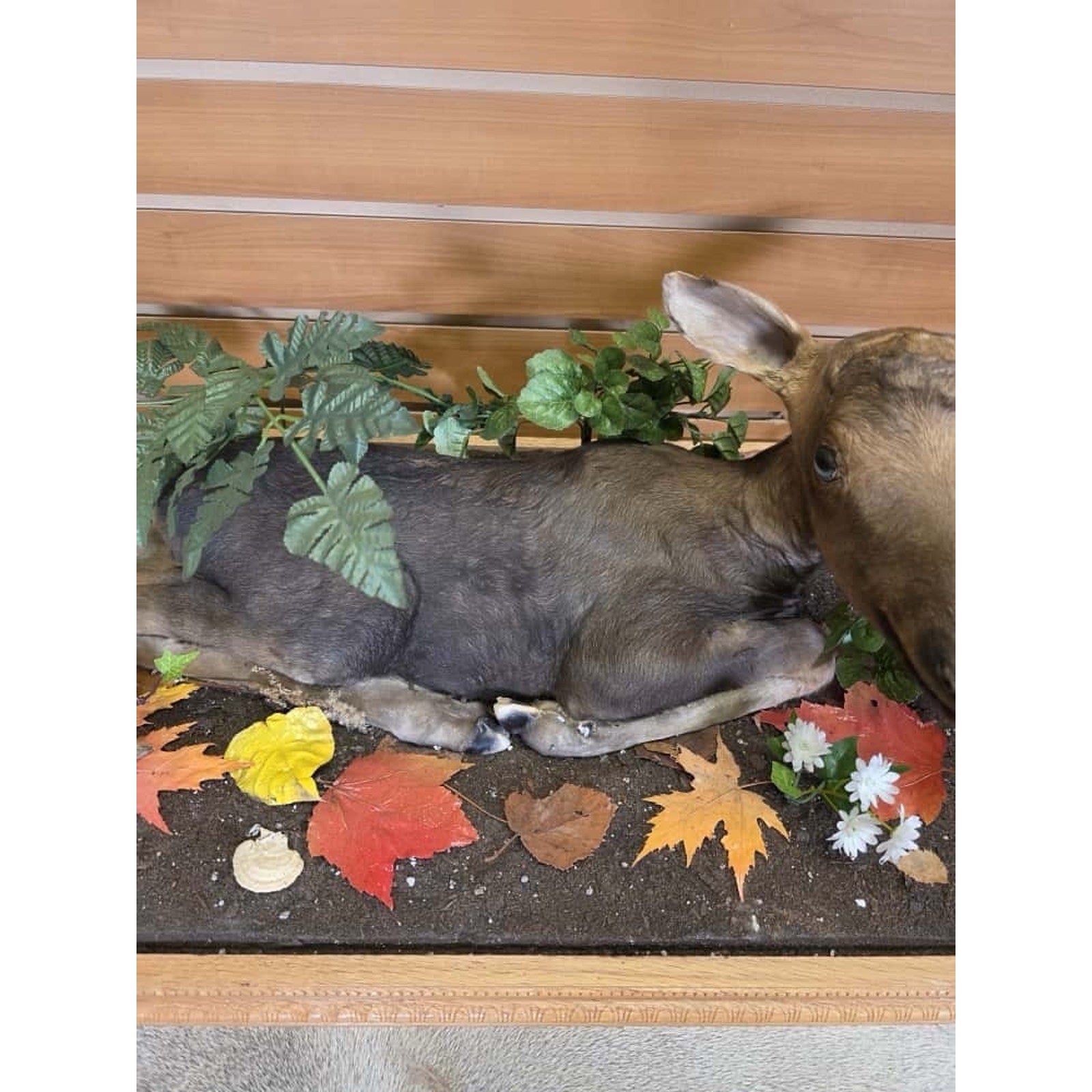 FHCM20 - Baby Moose Calf Full Body Taxidermy Mount